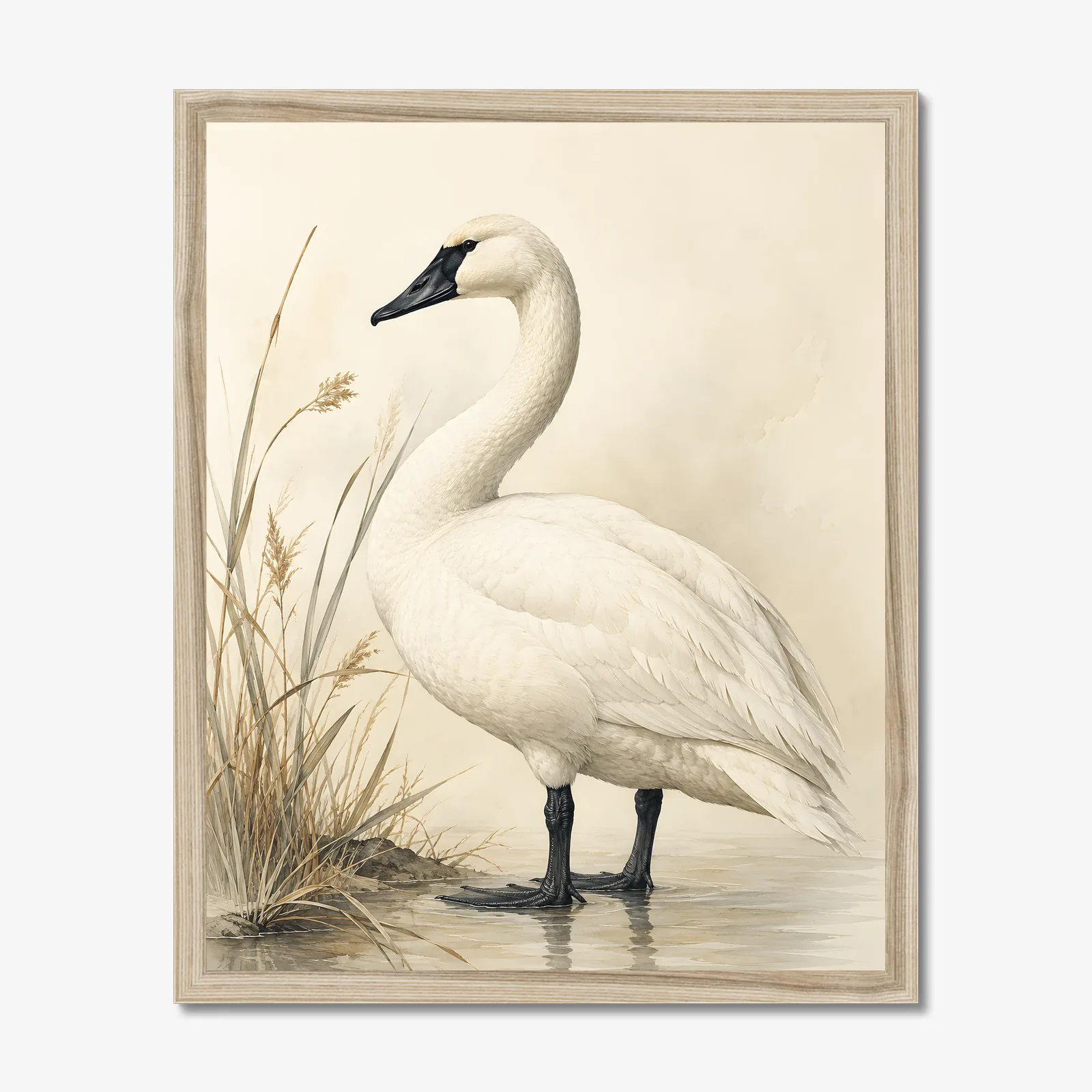Trumpeter Swan Print in a natural frame