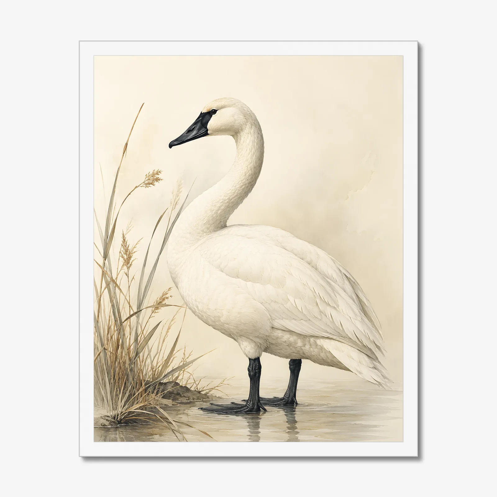 Trumpeter Swan Print in a white frame