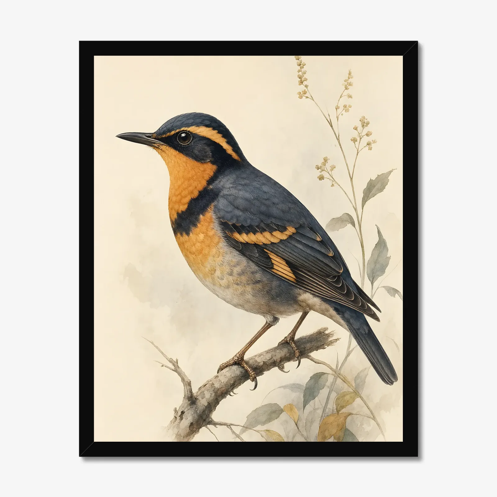 Varied Thrush Print in a black frame