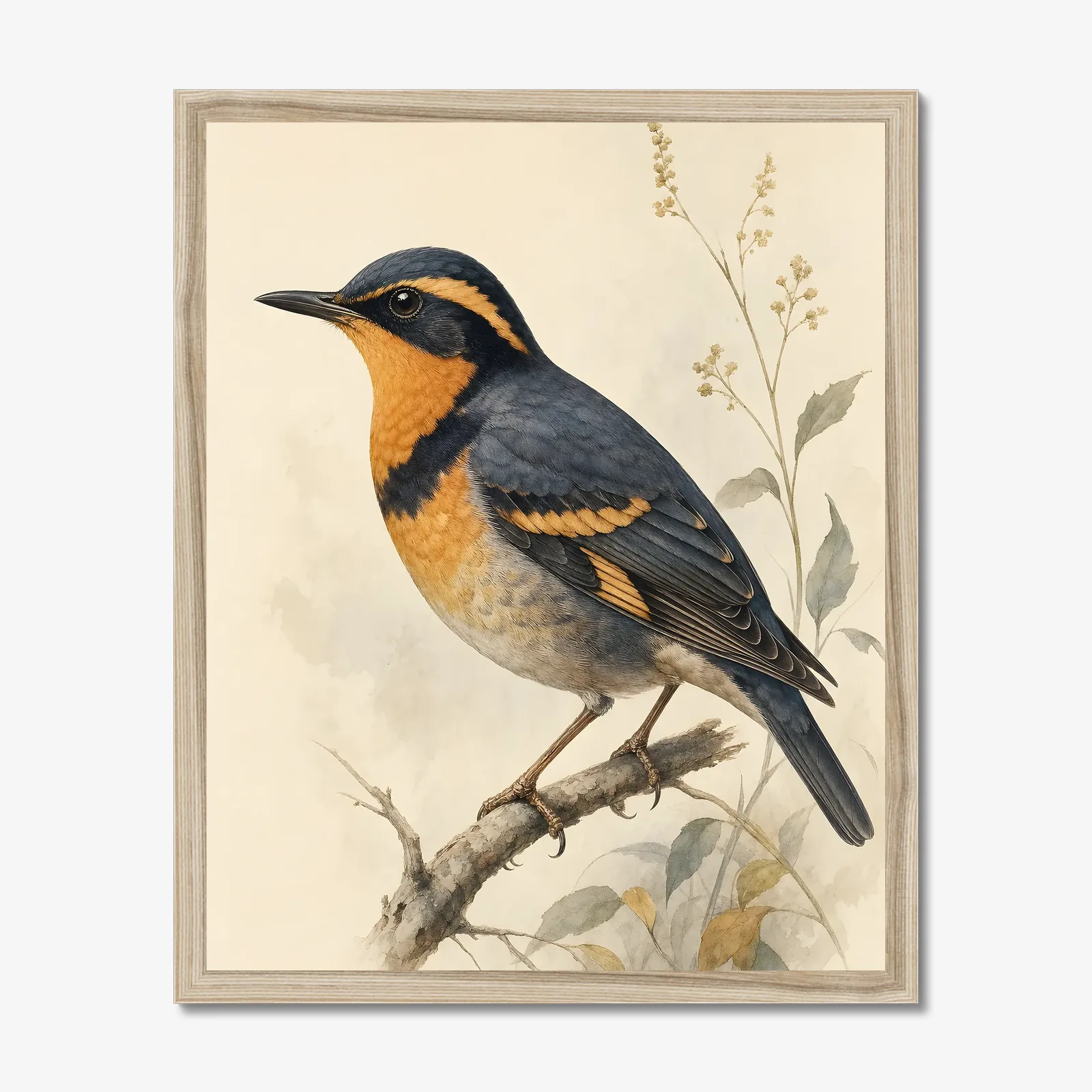 Varied Thrush Print in a natural frame