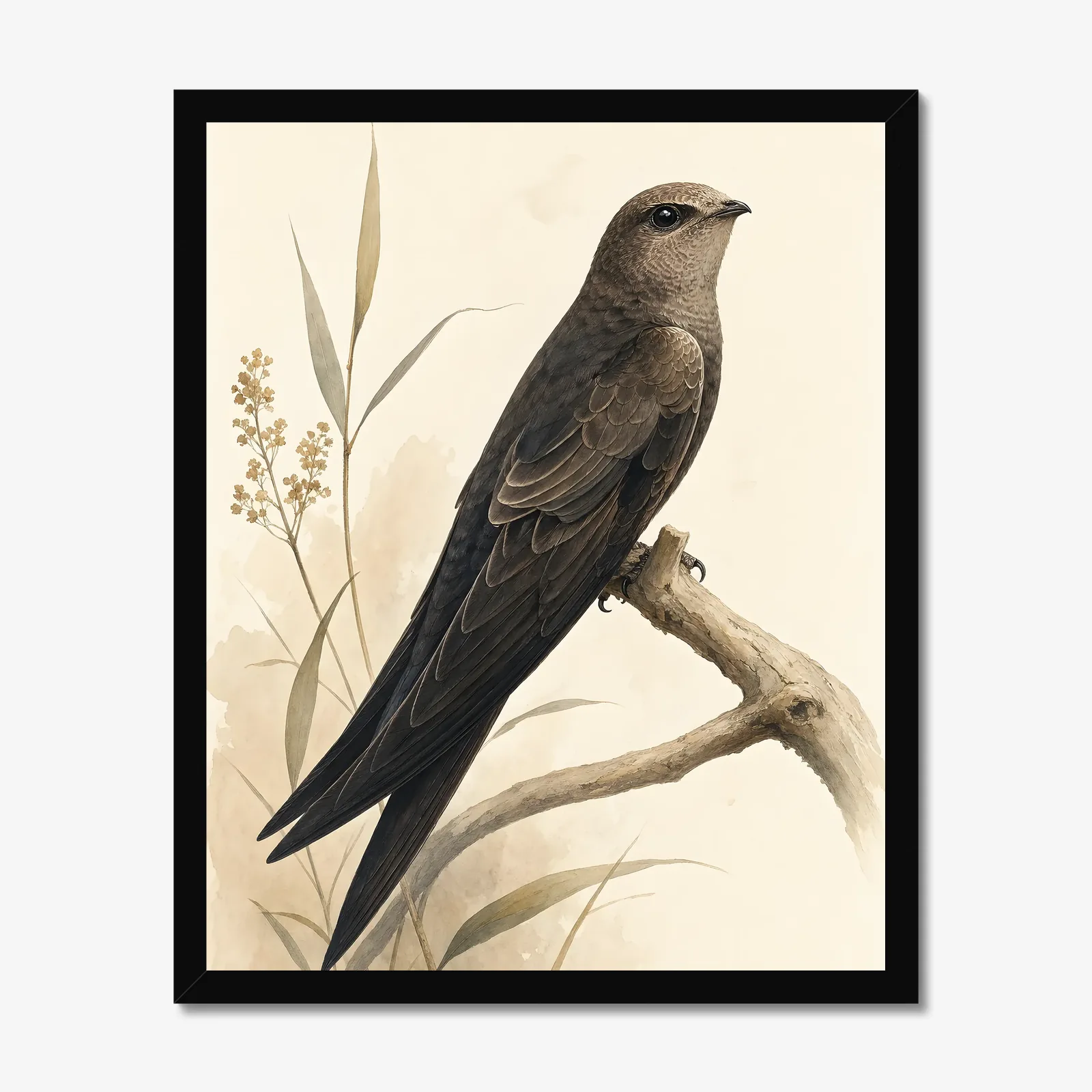 Vaux's Swift Print in a black frame