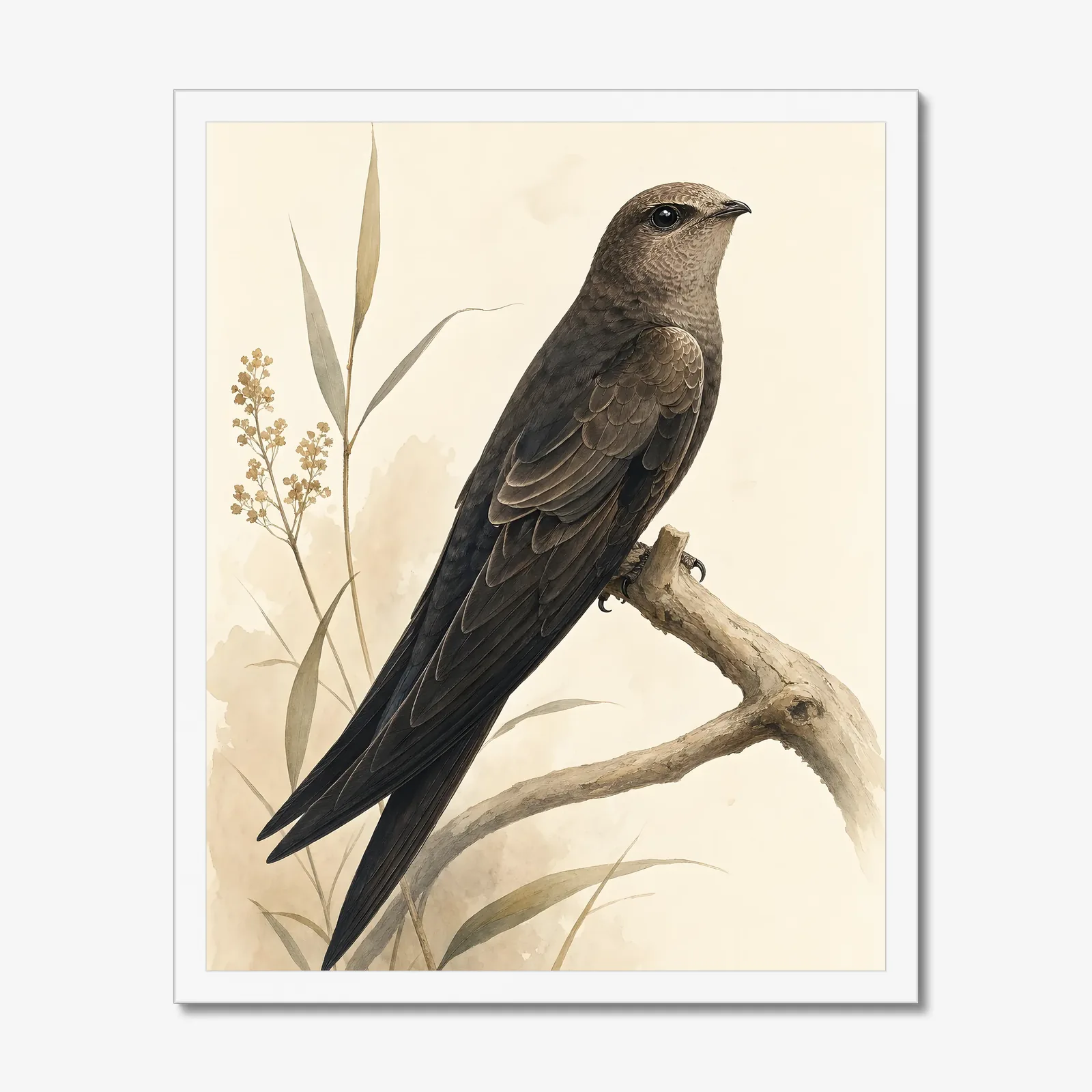 Vaux's Swift Print in a white frame