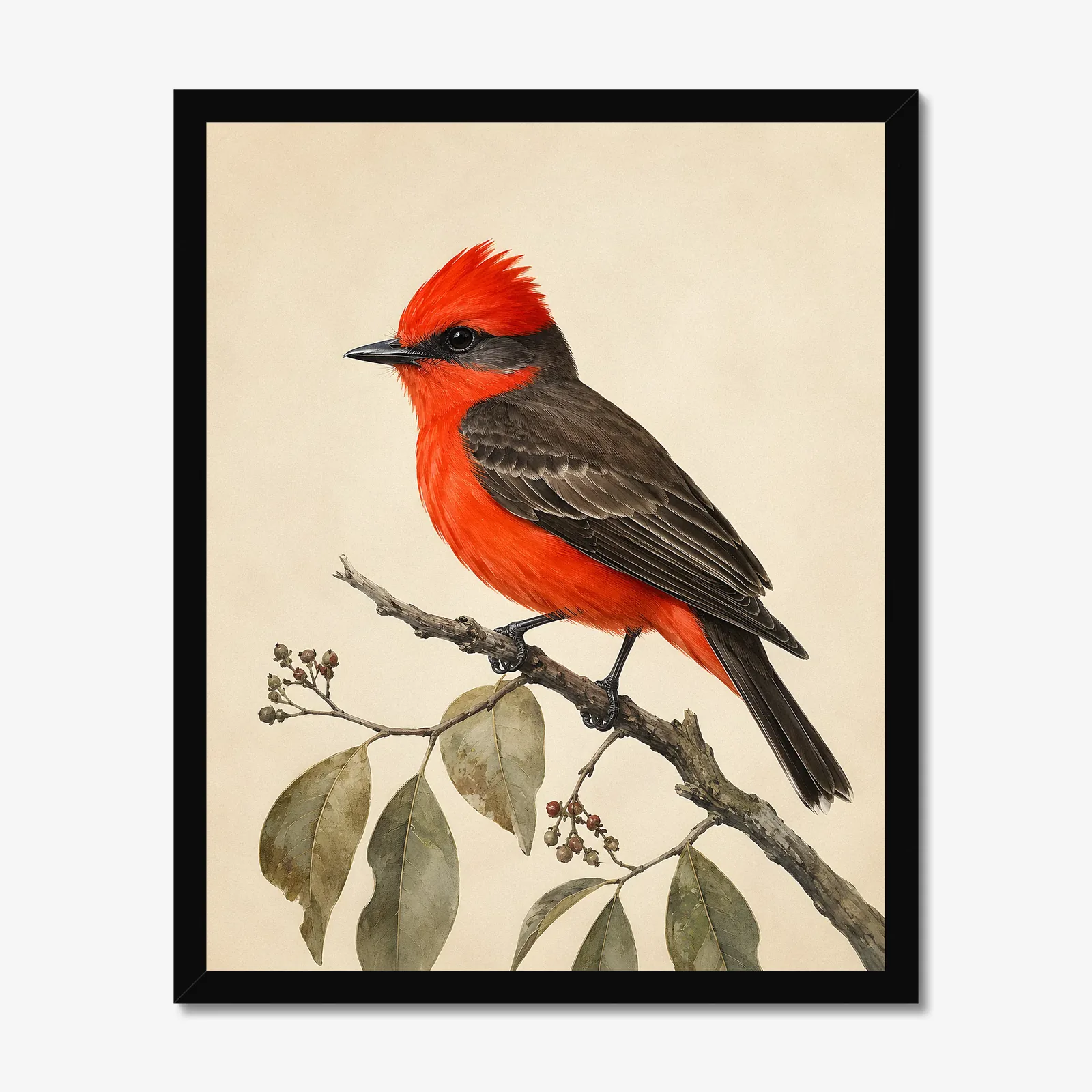 Vermilion Flycatcher Print in a black frame