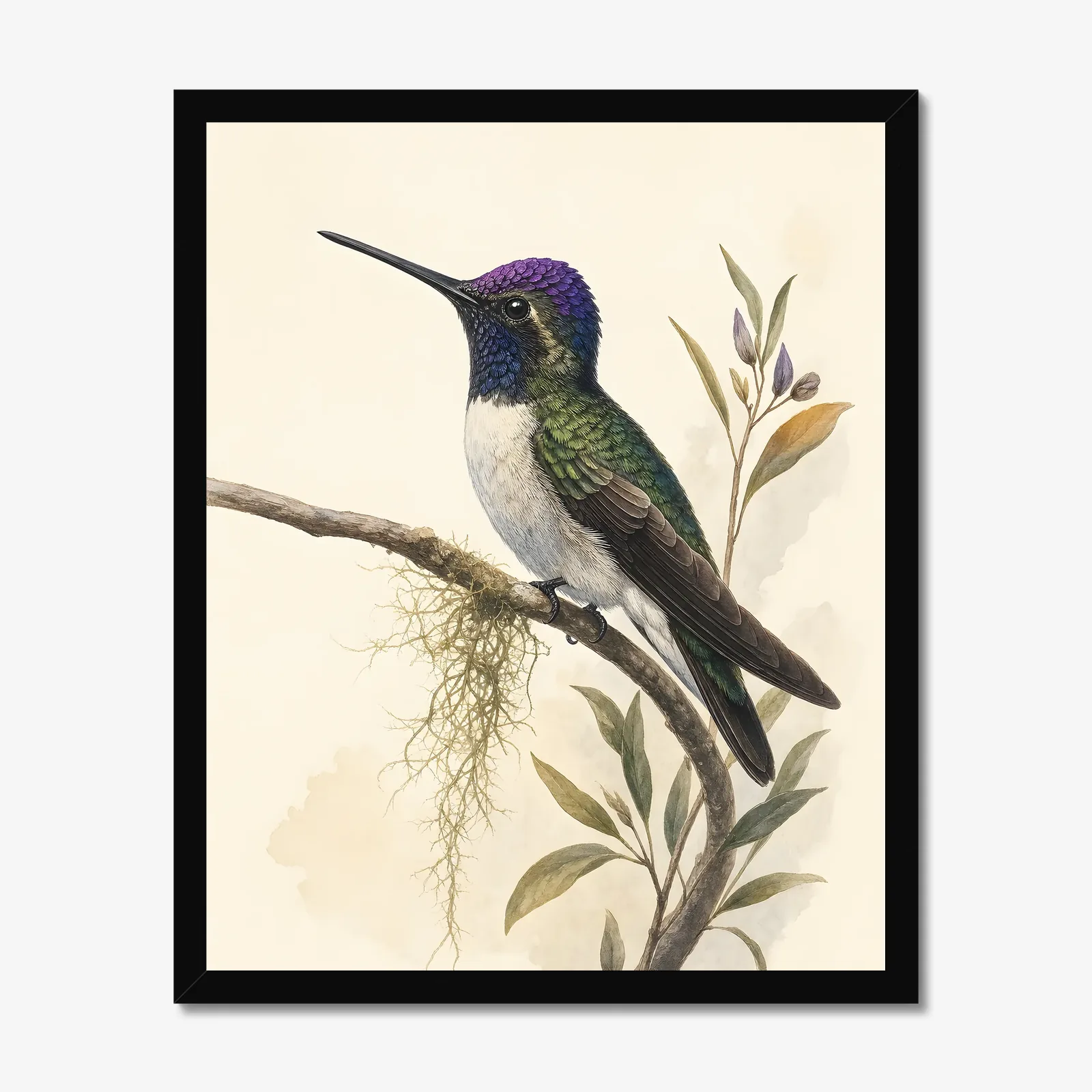 Violet-crowned Hummingbird Print in a black frame