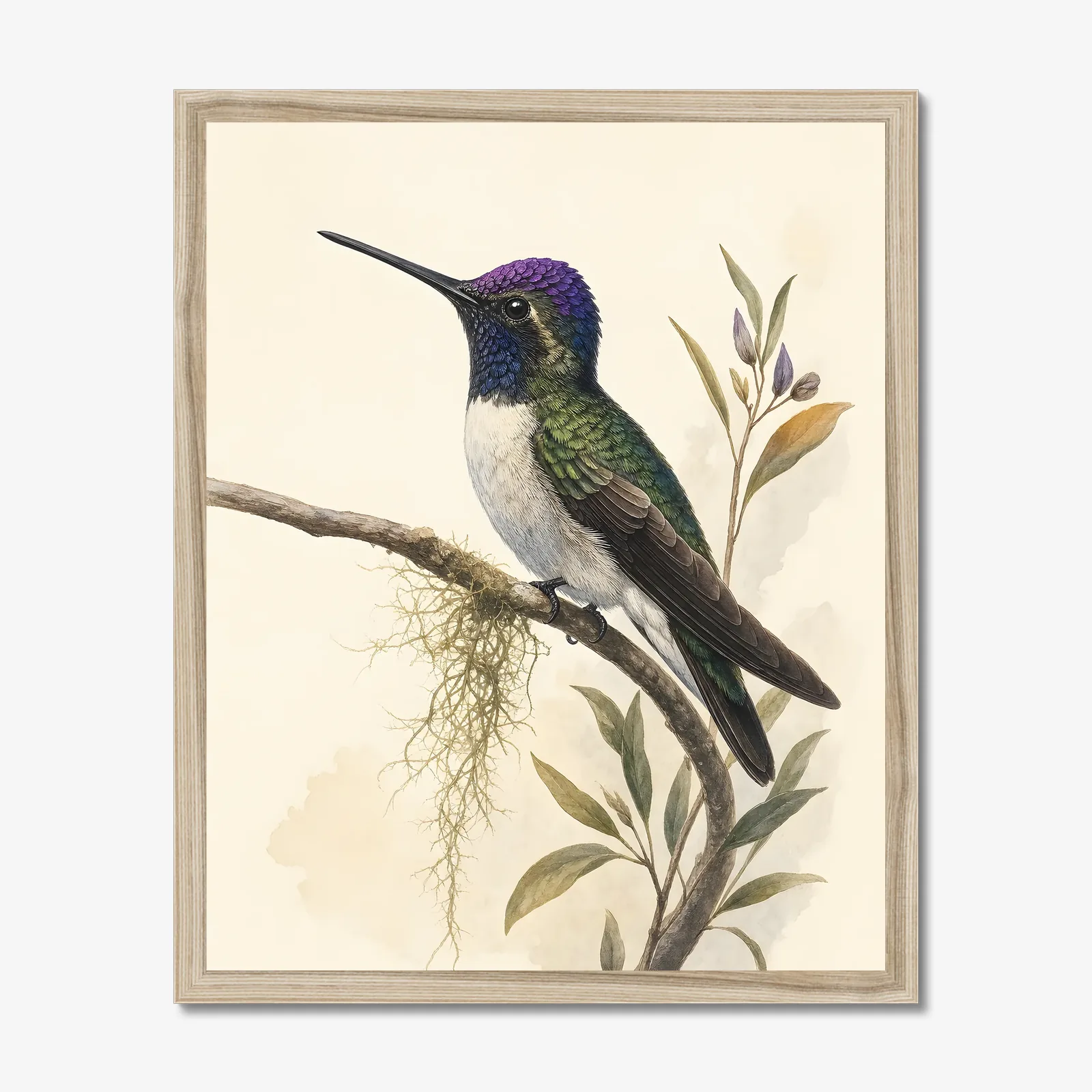 Violet-crowned Hummingbird Print in a natural frame