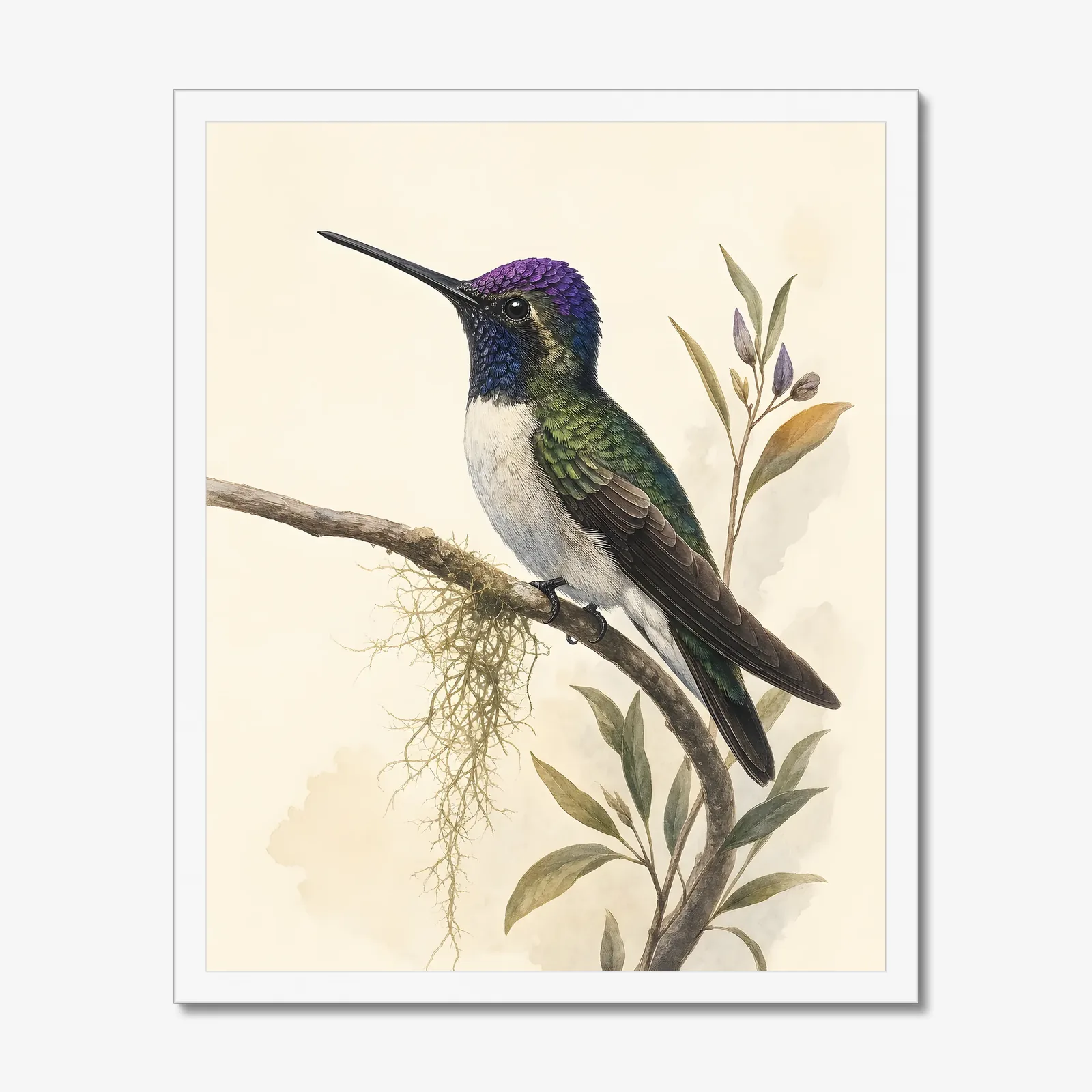 Violet-crowned Hummingbird Print in a white frame