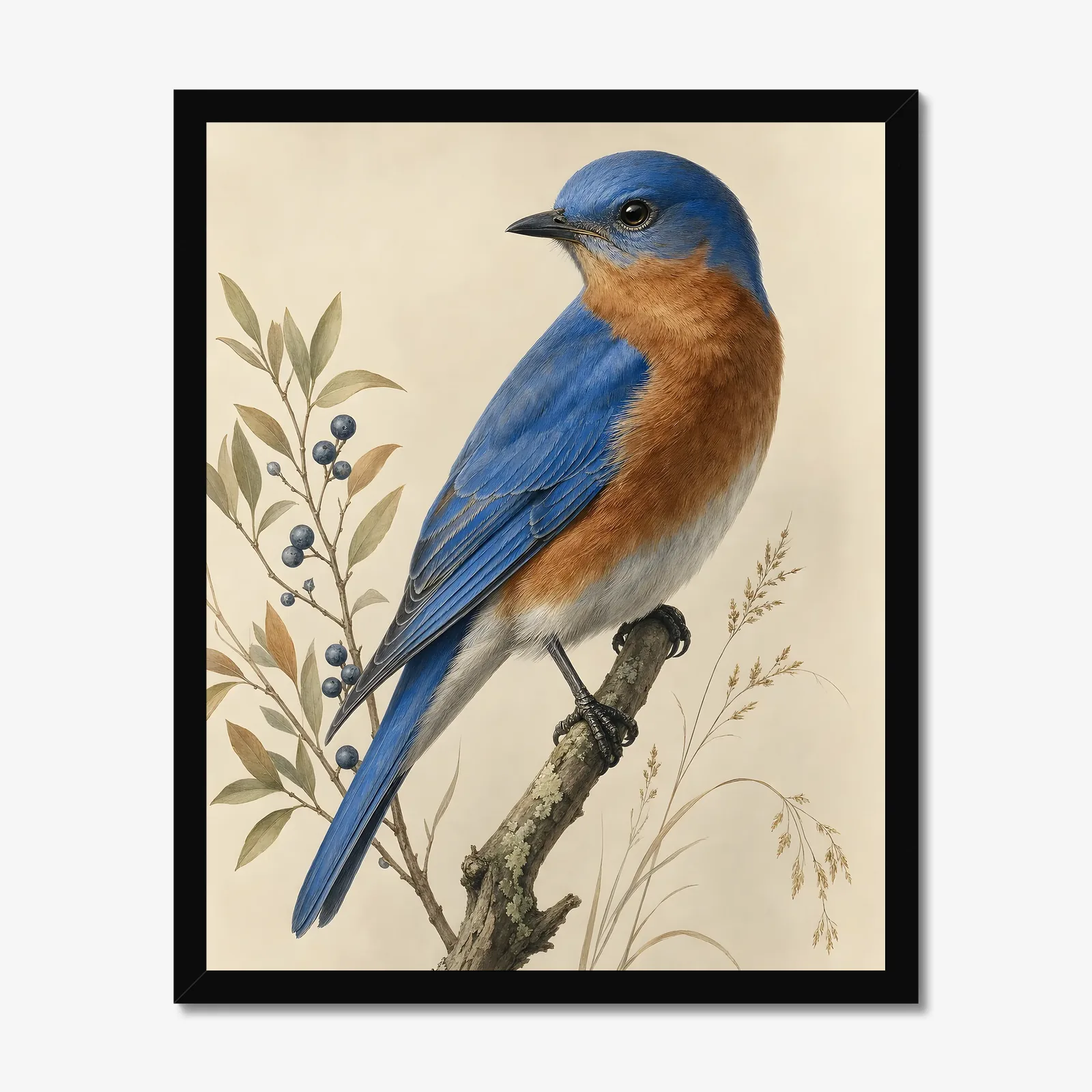 Western Bluebird Print in a black frame