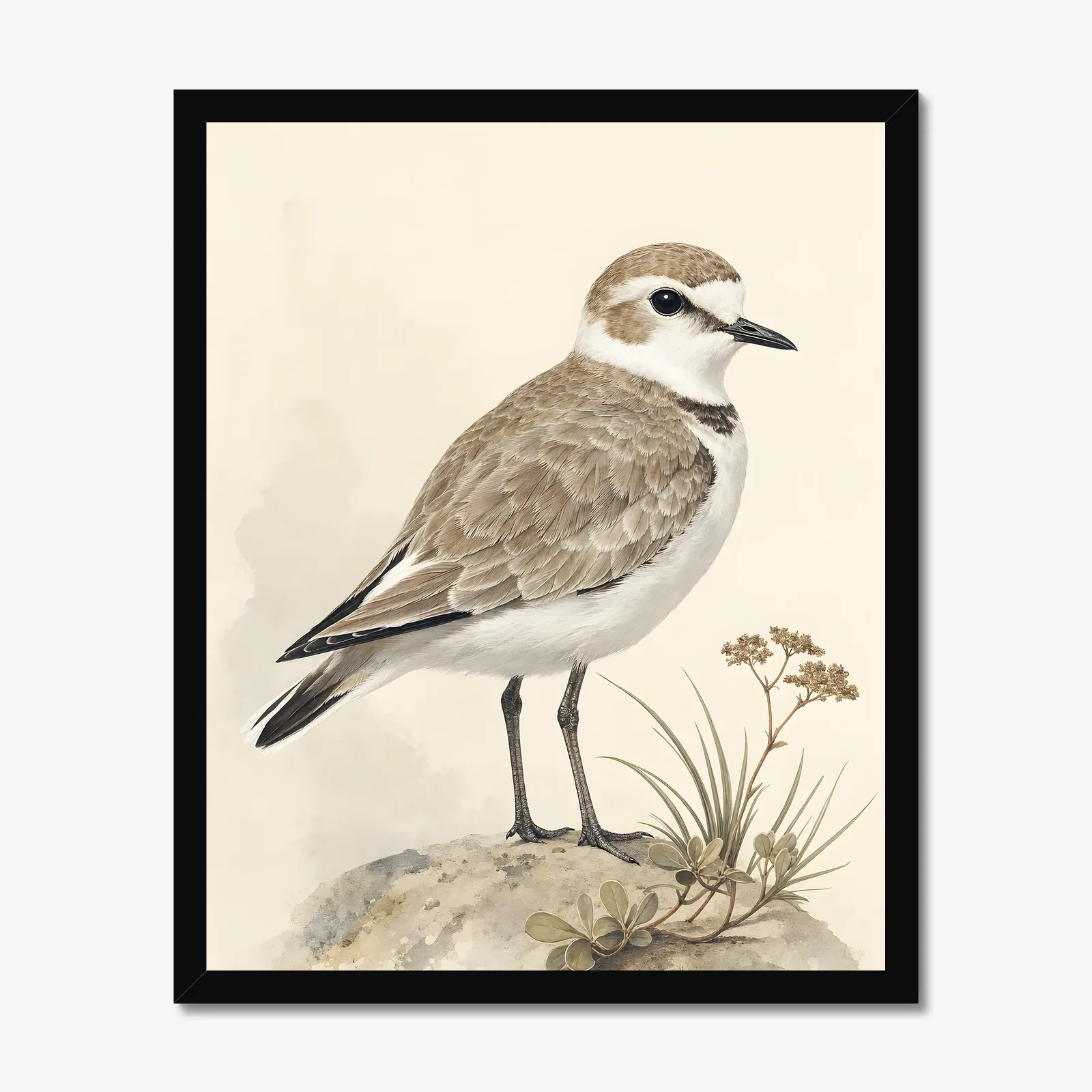 Western Snowy Plover Print in a black frame