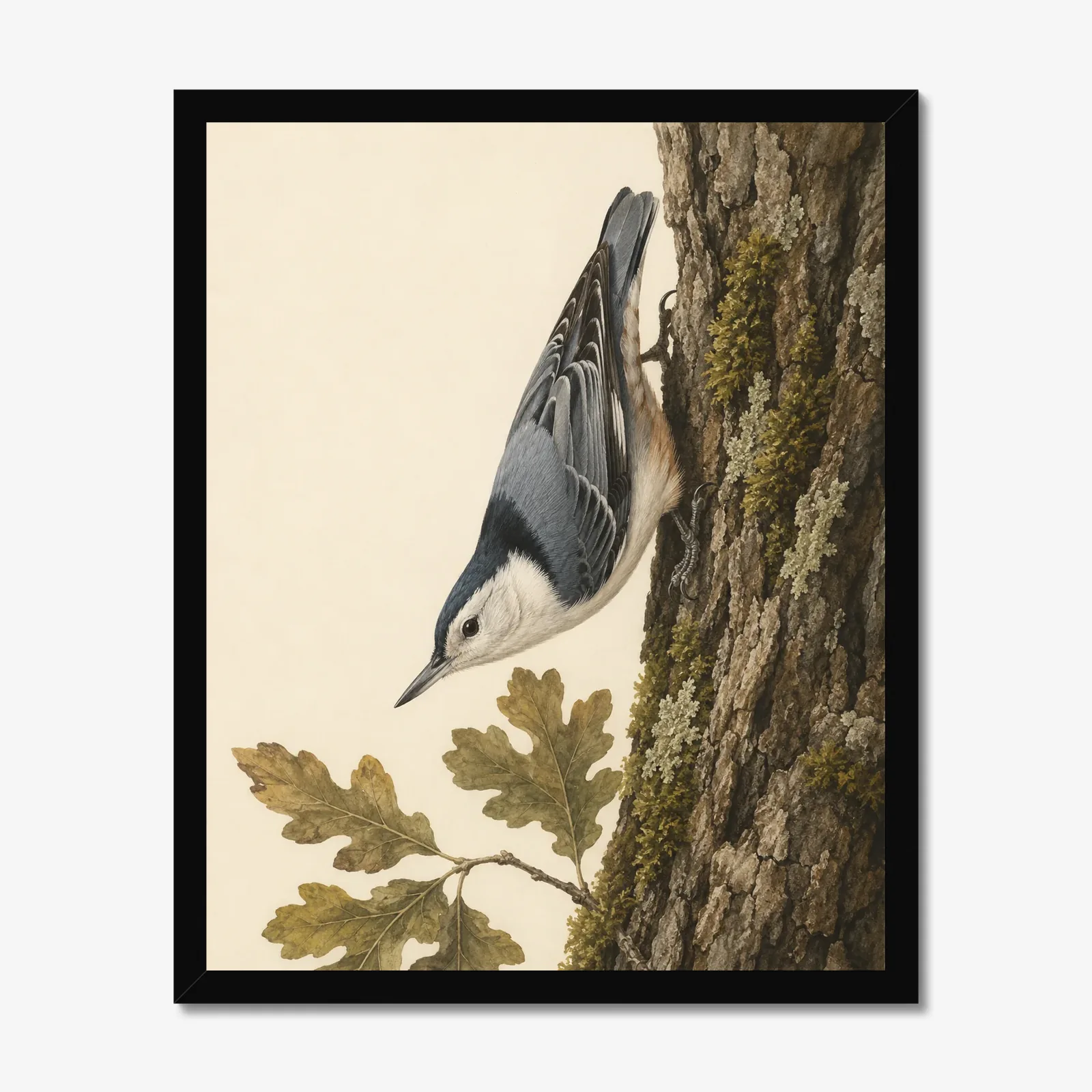 White-breasted Nuthatch Print in a black frame