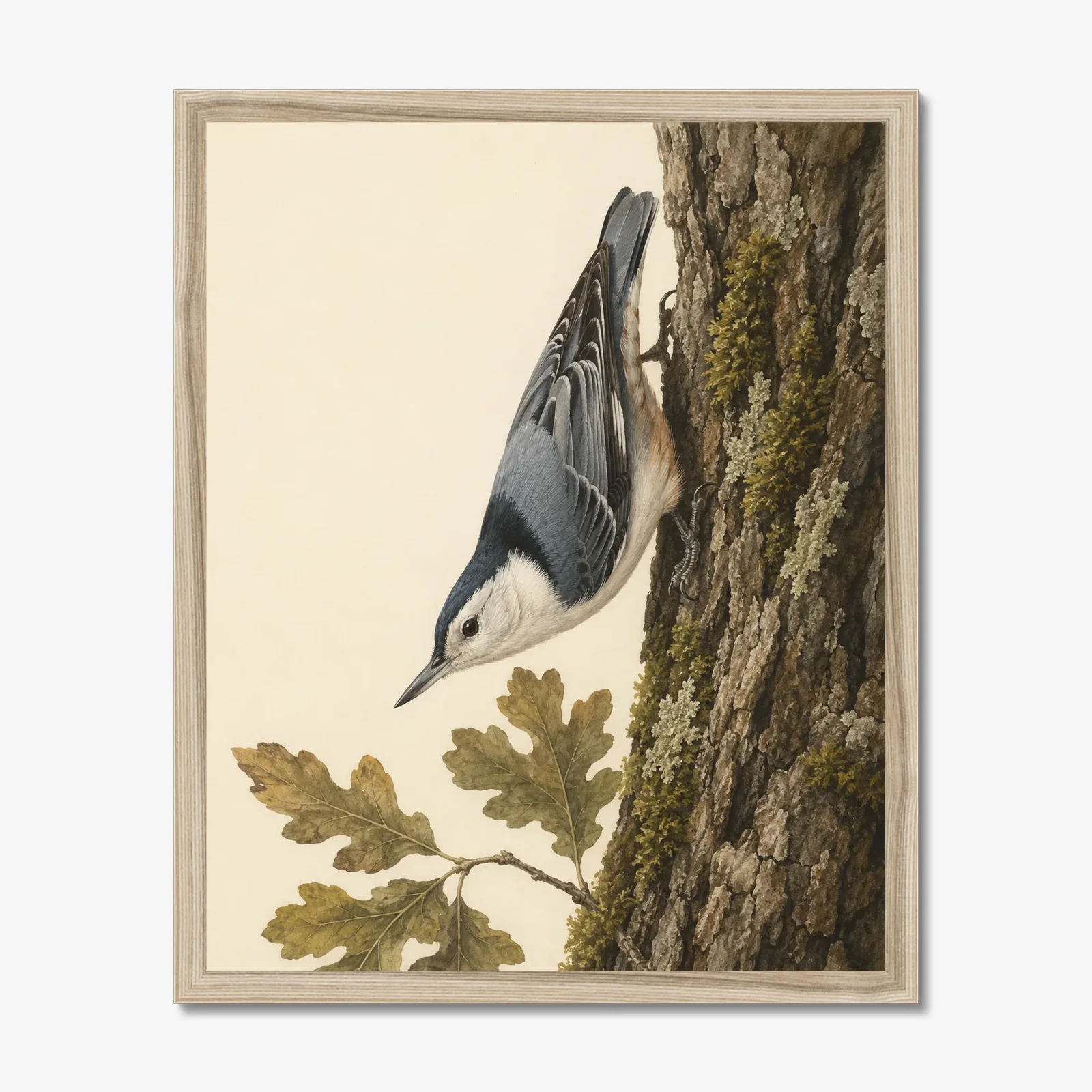 White-breasted Nuthatch Print in a natural frame