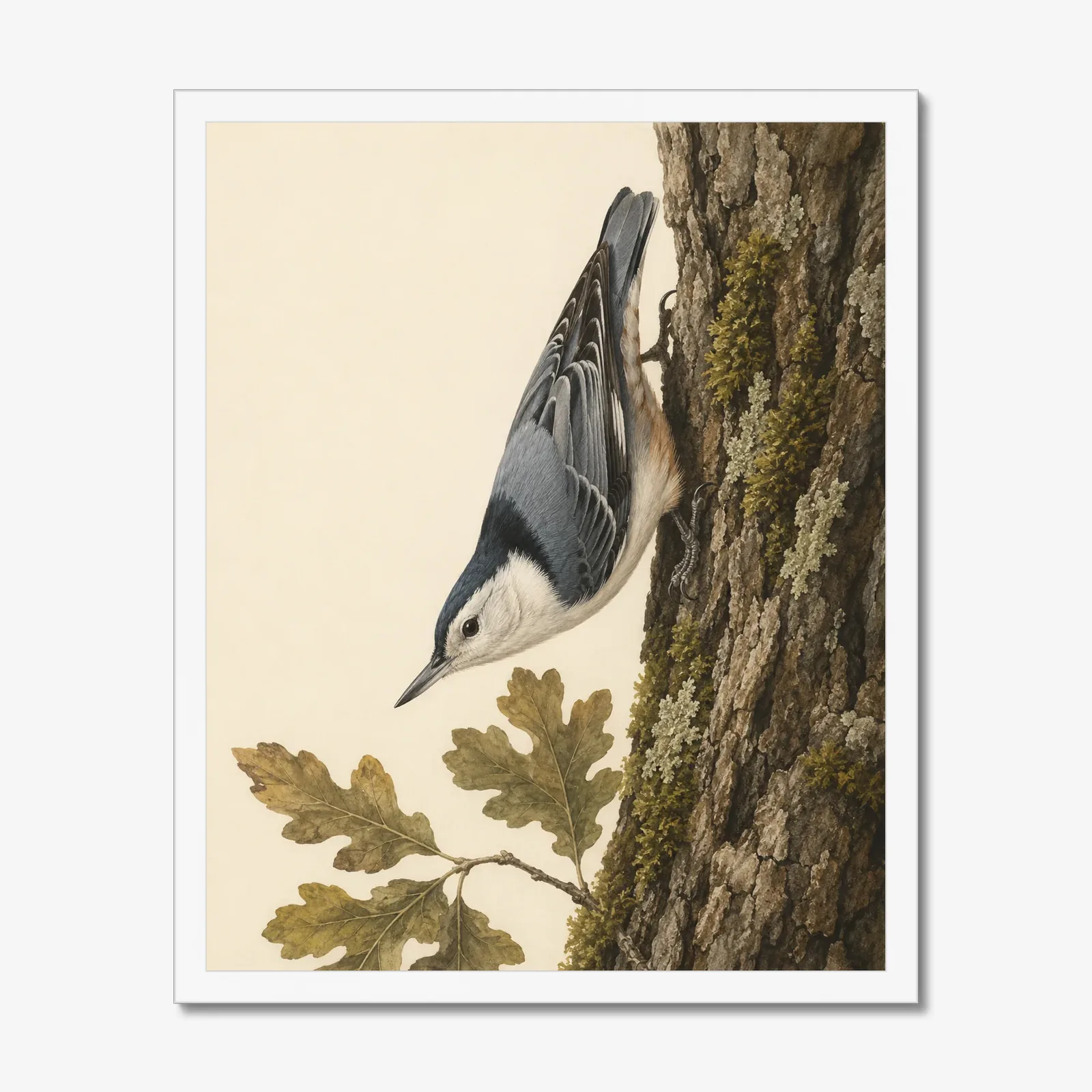 White-breasted Nuthatch Print in a white frame