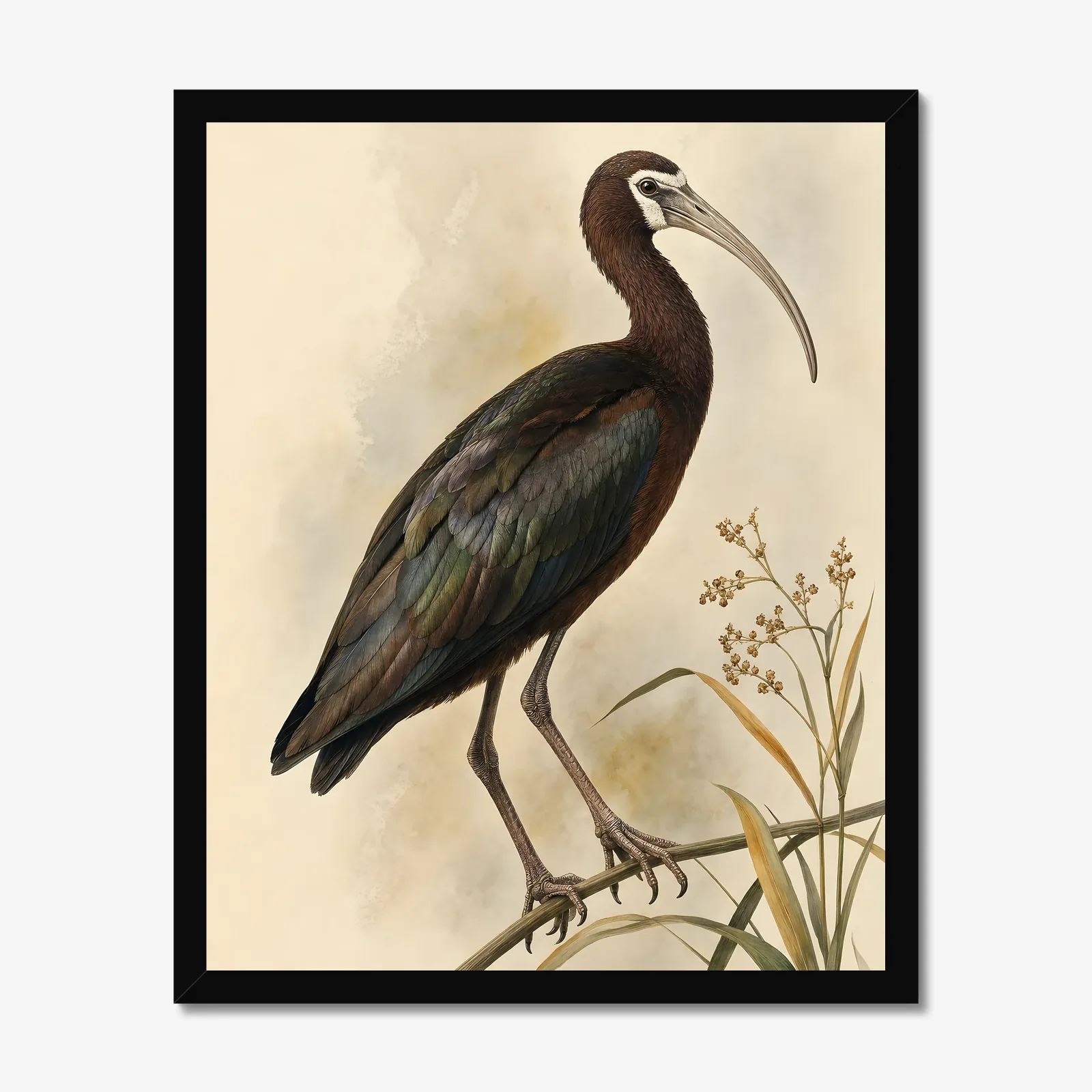 White Faced Ibis Print in a black frame