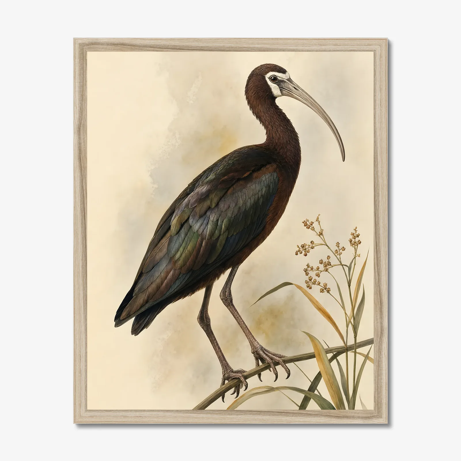 White Faced Ibis Print in a natural frame