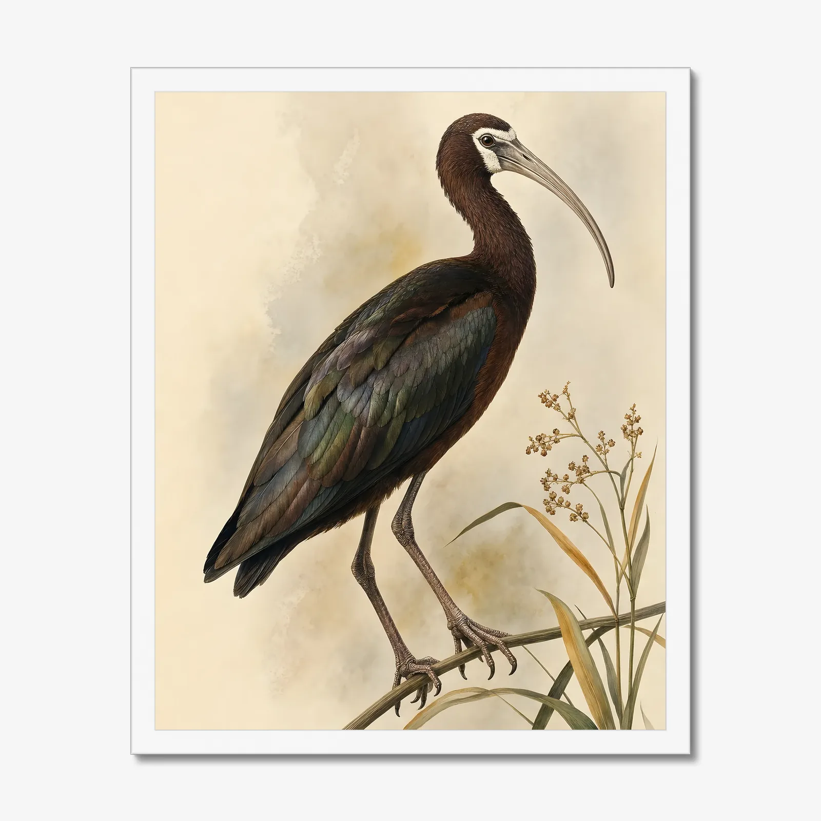White Faced Ibis Print in a white frame
