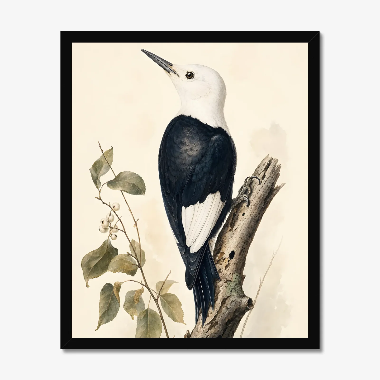 White-headed Woodpecker Print in a black frame