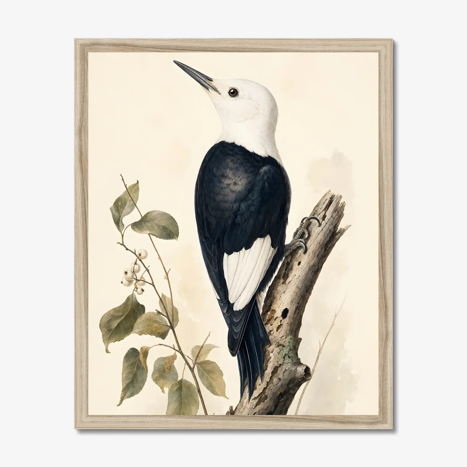 White-headed Woodpecker Print in a natural frame