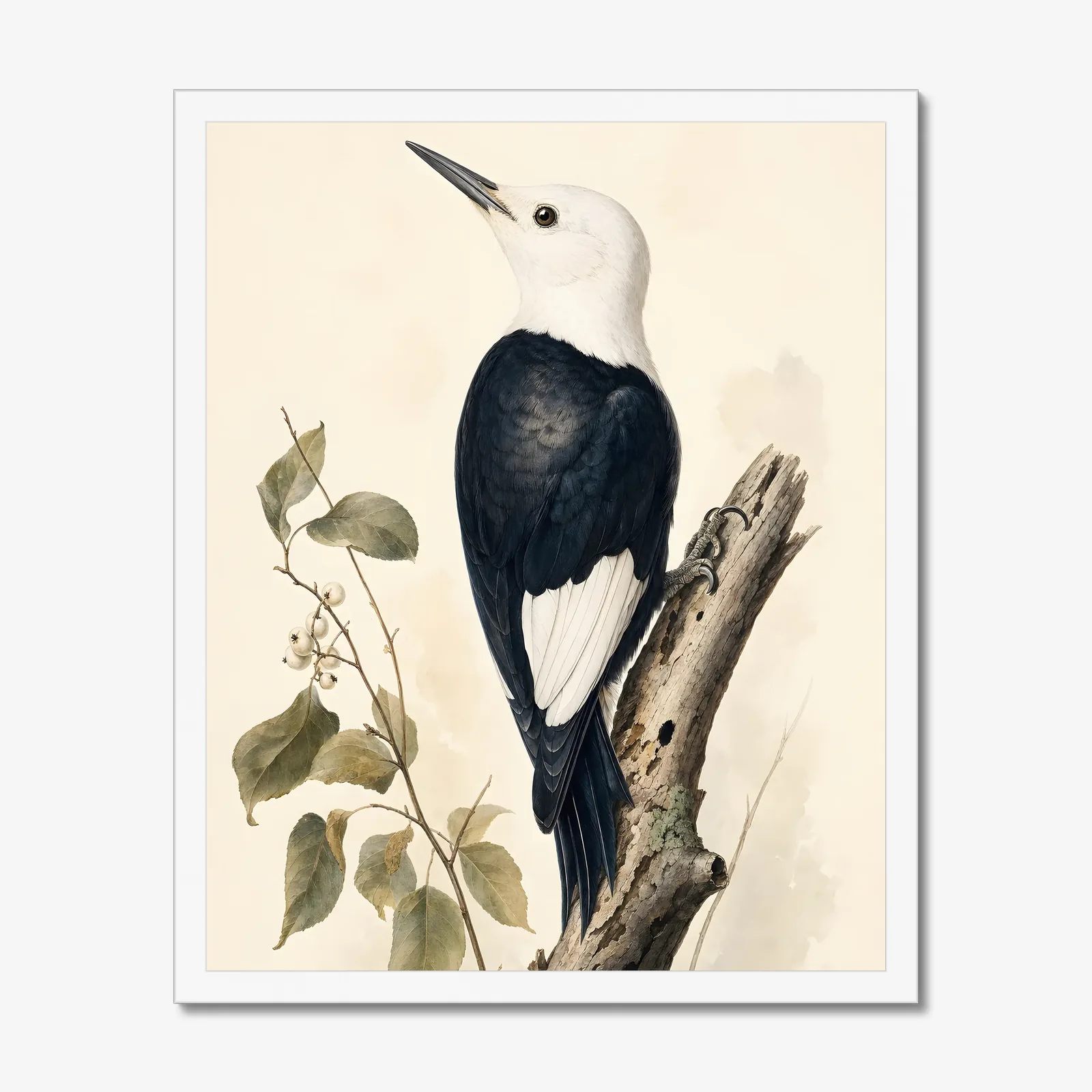 White-headed Woodpecker Print in a white frame