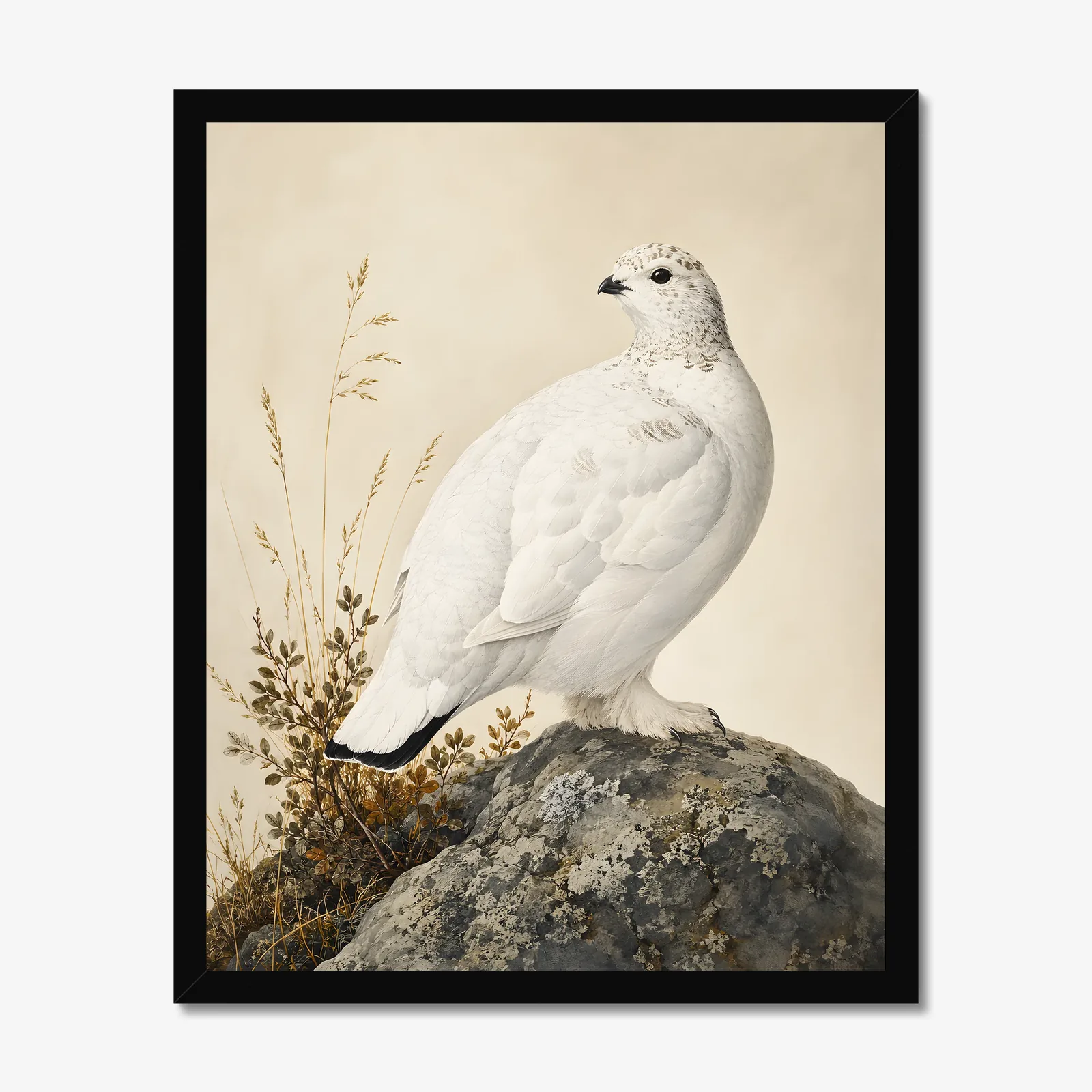 White Tailed Ptarmigan Print in a black frame