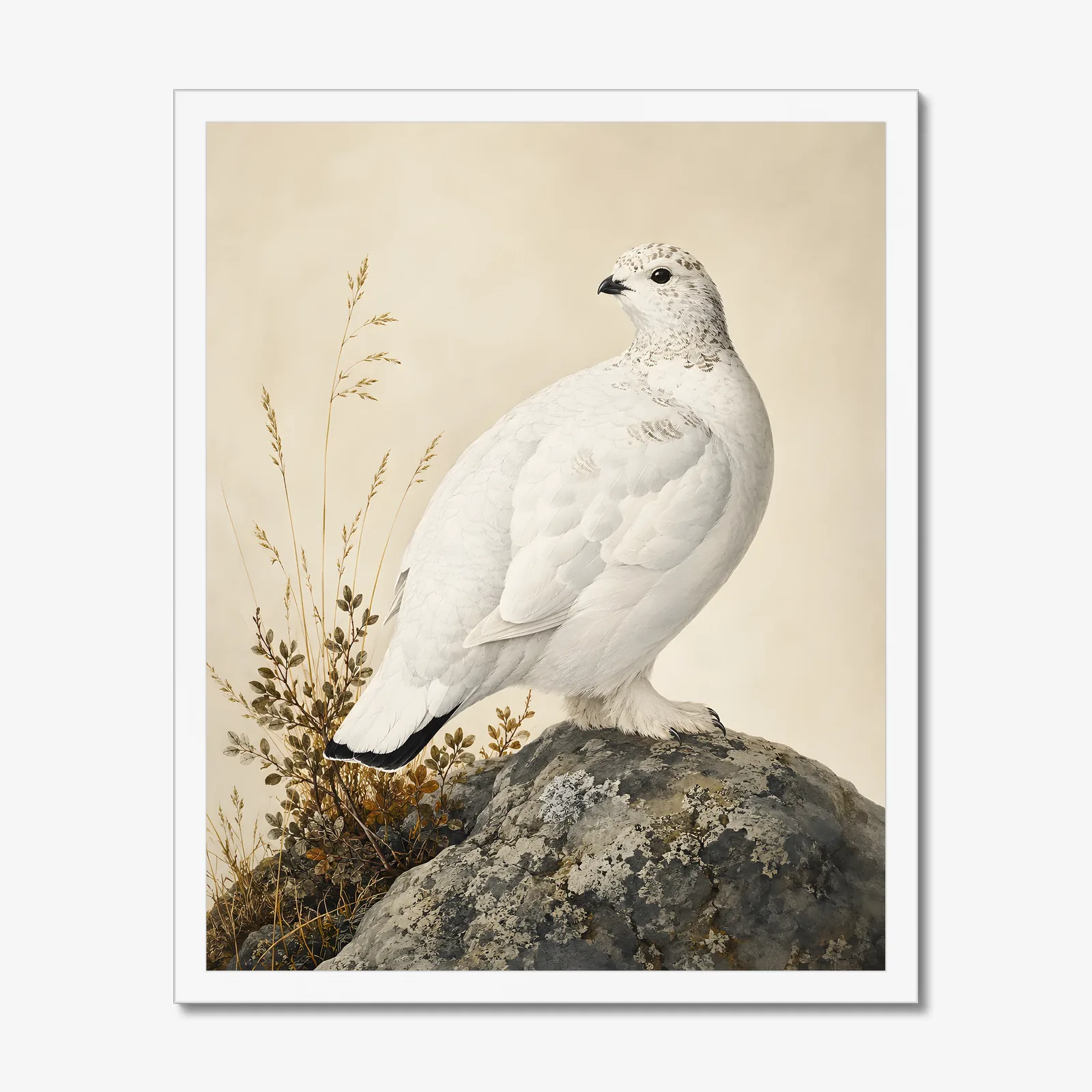 White Tailed Ptarmigan Print in a white frame