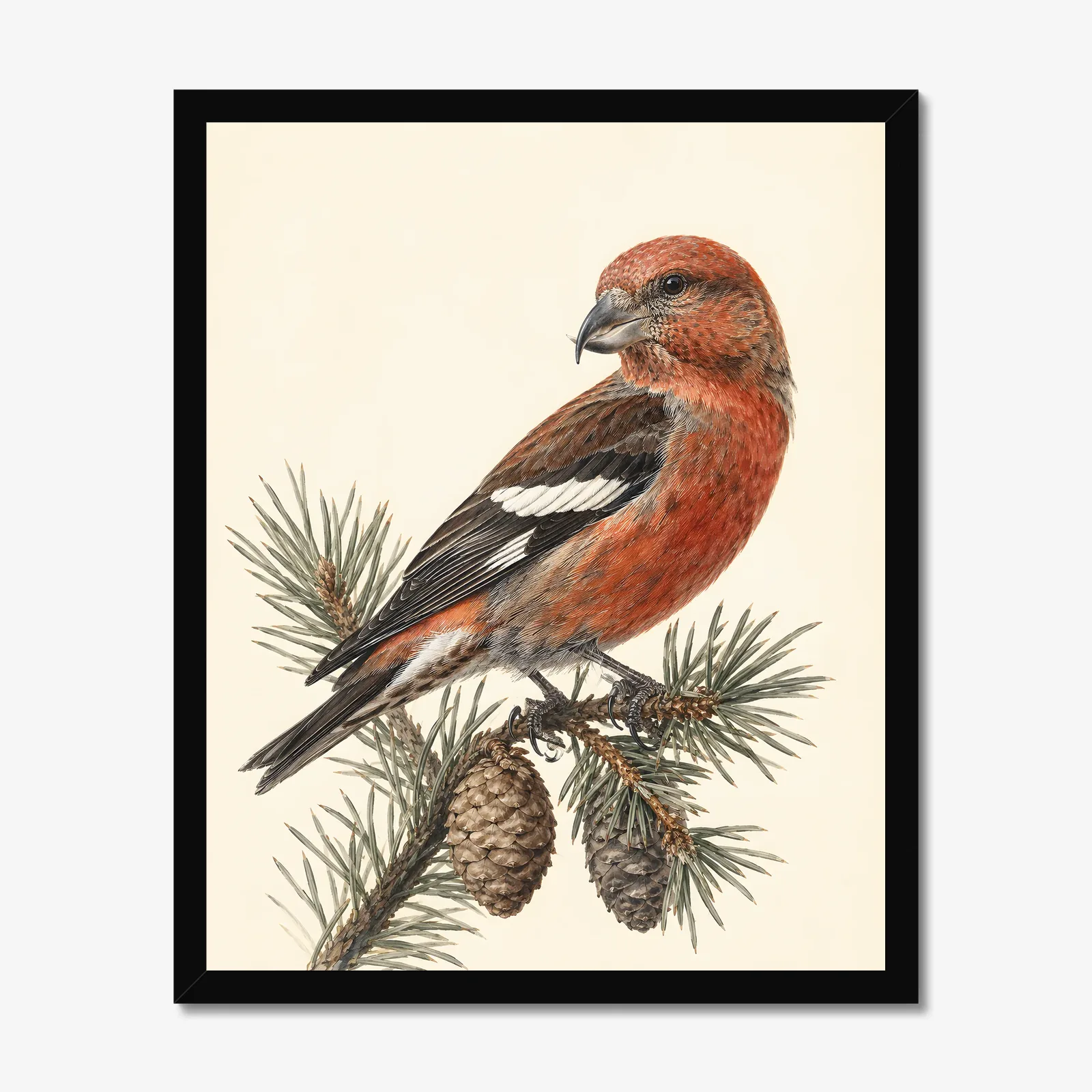 White-winged Crossbill Print in a black frame