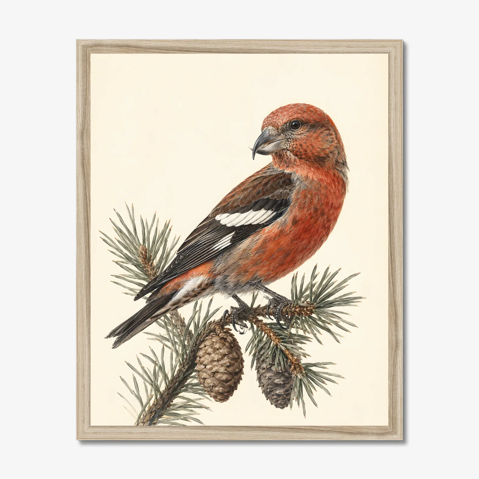 White-winged Crossbill Print in a natural frame