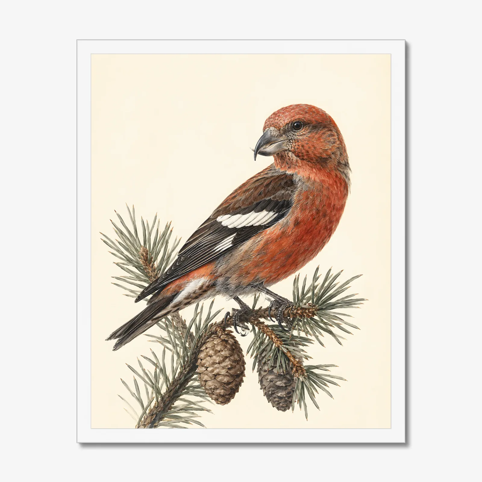 White-winged Crossbill Print in a white frame