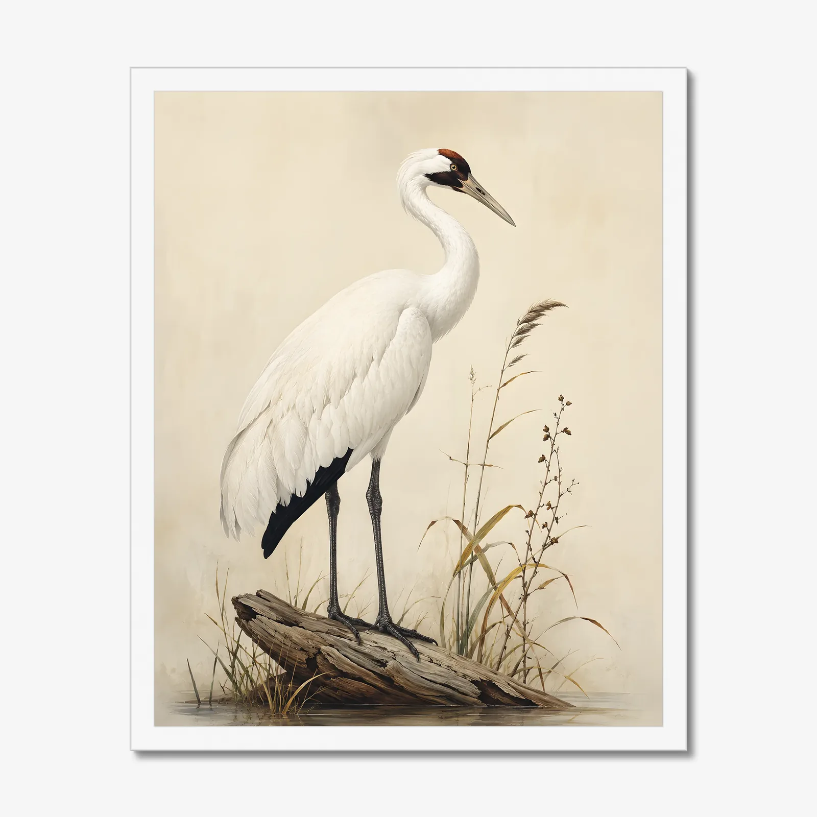 Whooping Crane Print in a white frame