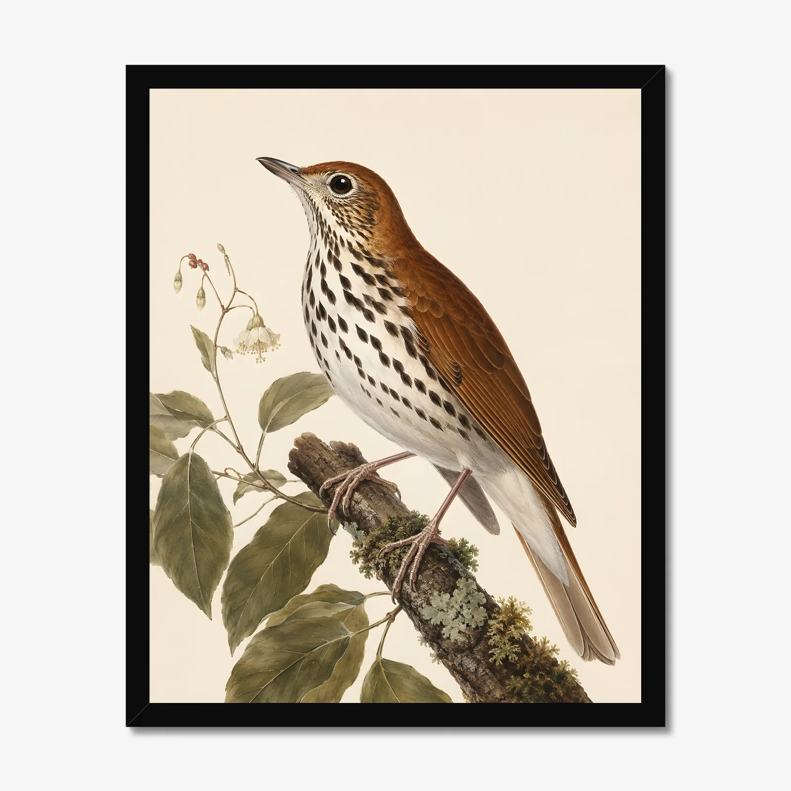 Wood Thrush Print in a black frame