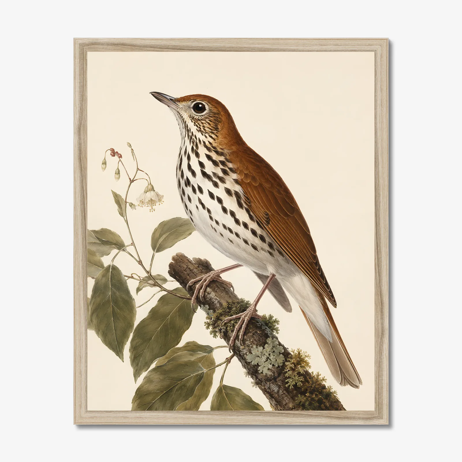 Wood Thrush Print in a natural frame