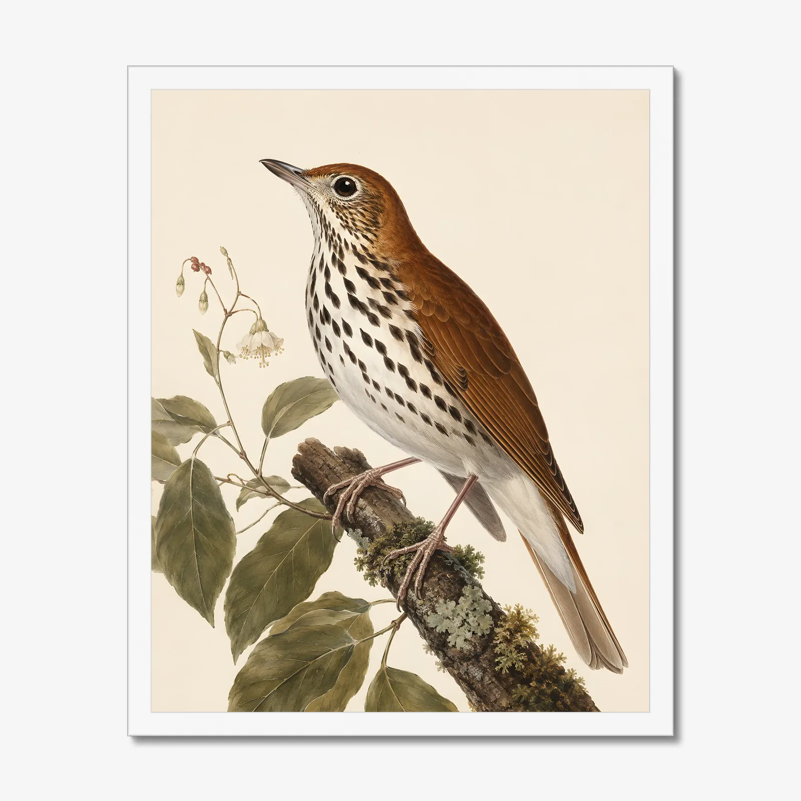Wood Thrush Print in a white frame