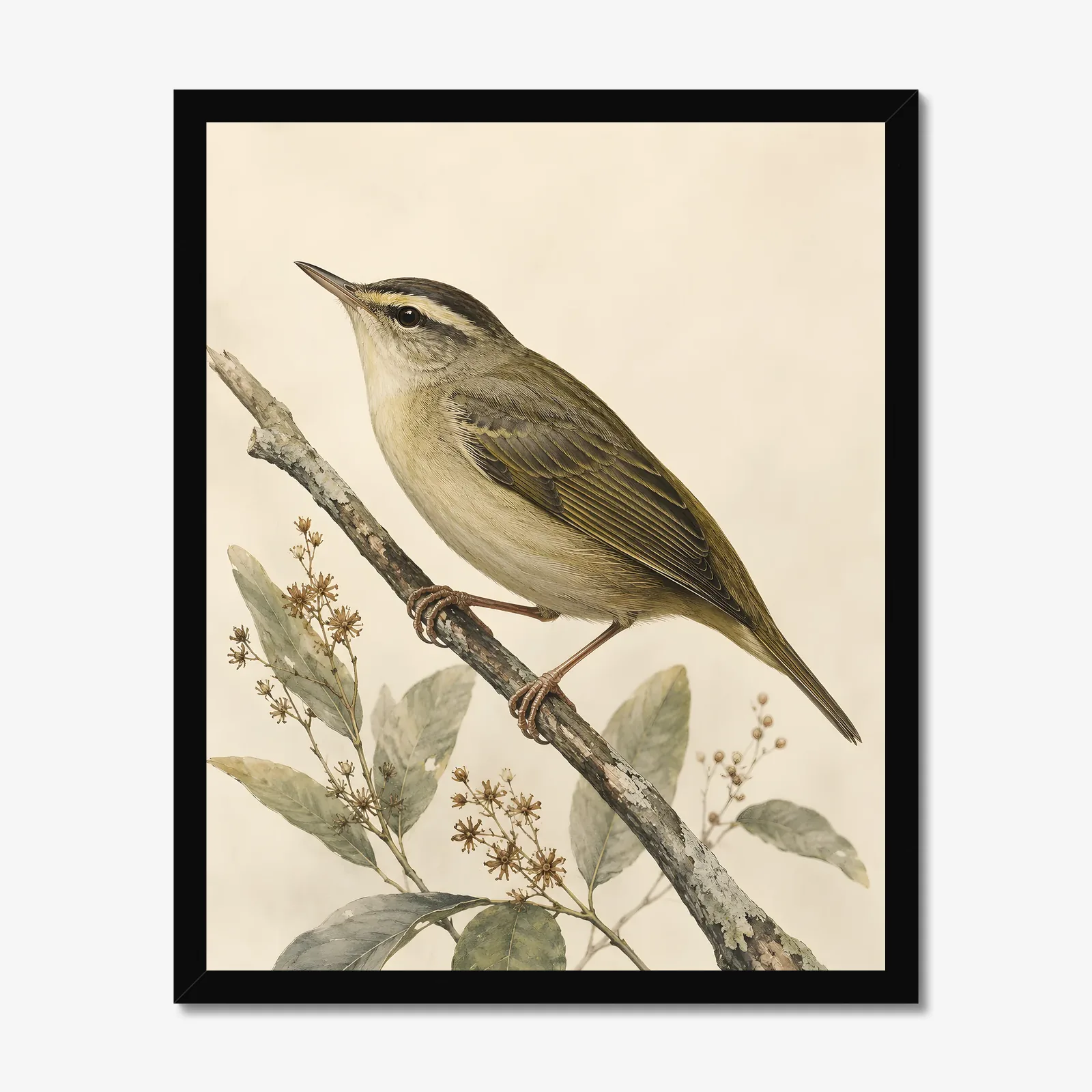 Worm-eating Warbler Print in a black frame