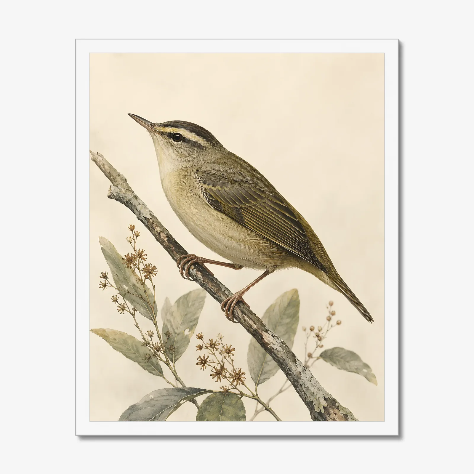 Worm-eating Warbler Print in a white frame