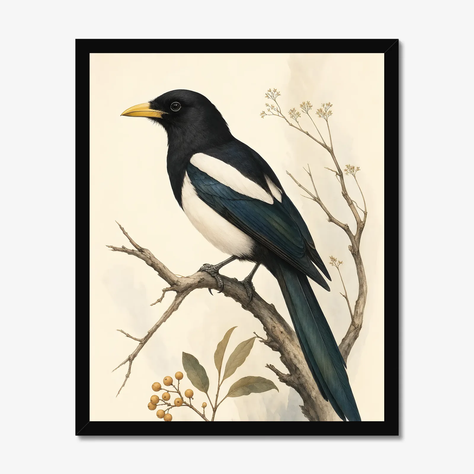 Yellow-billed Magpie Print in a black frame