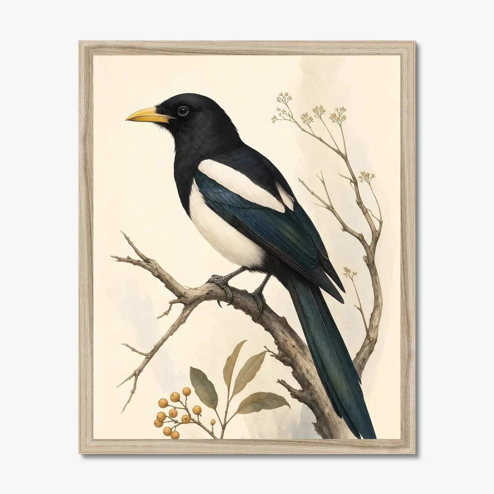 Yellow-billed Magpie Print in a natural frame