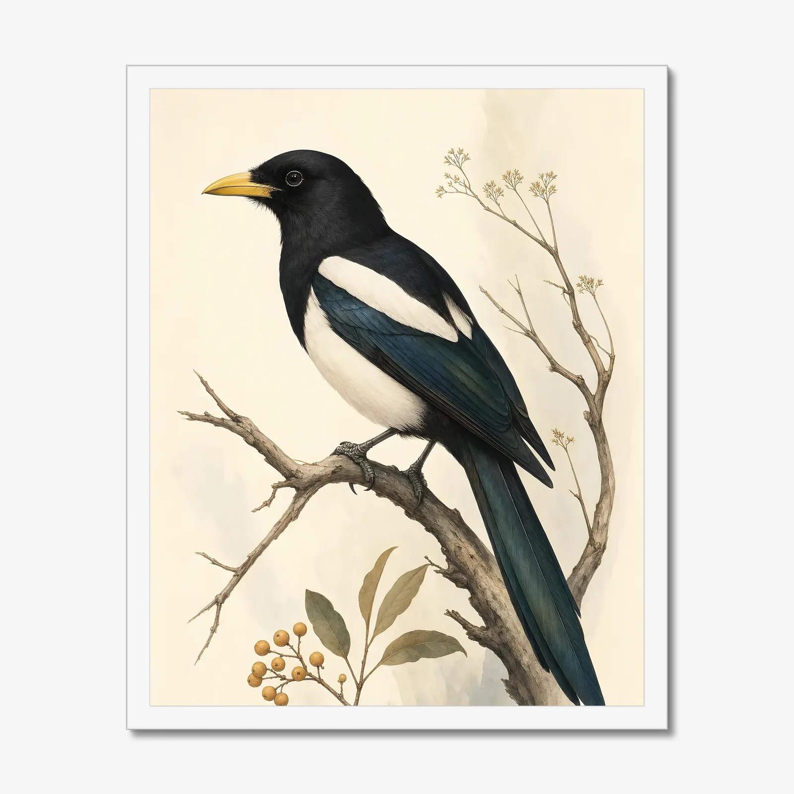 Yellow-billed Magpie Print in a white frame