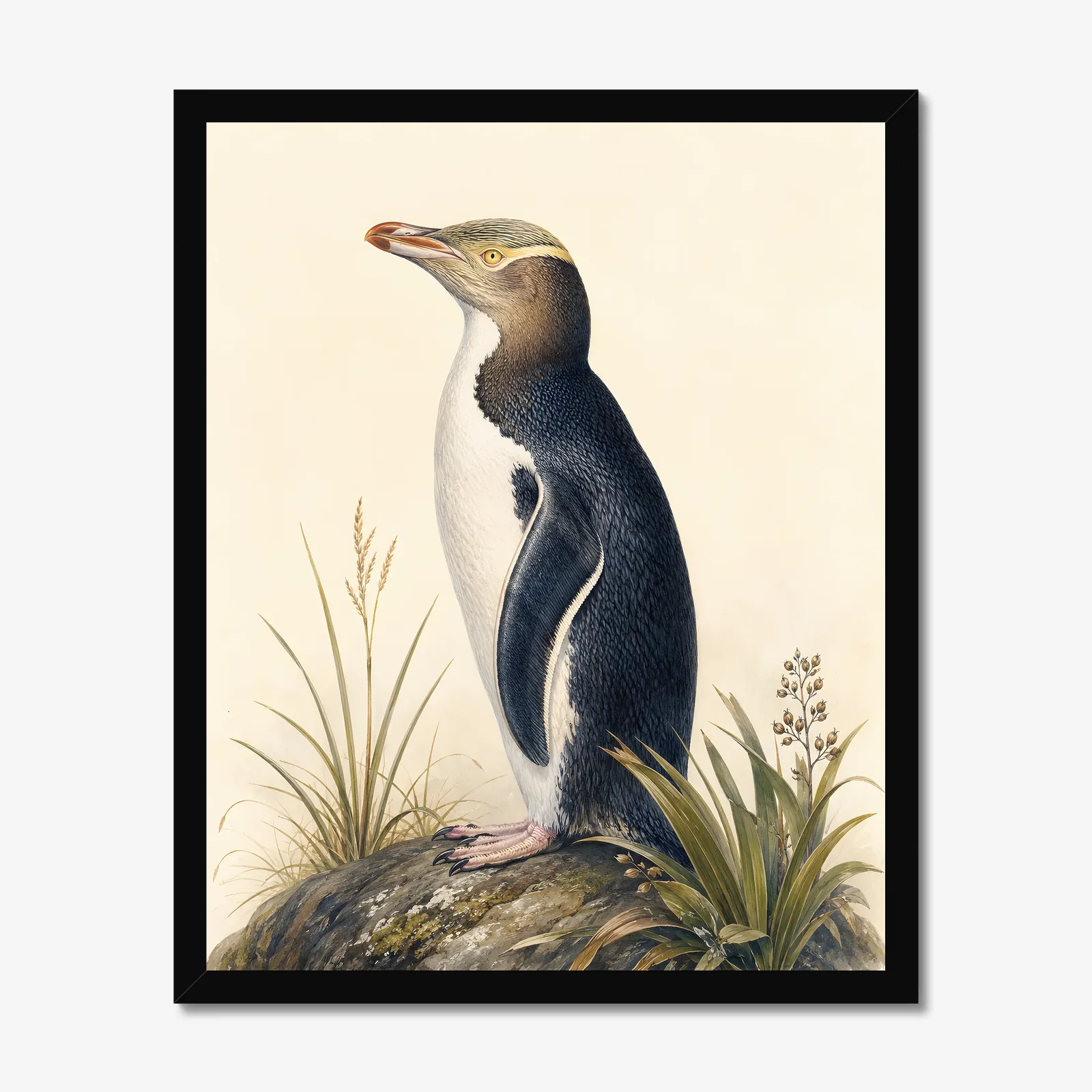 Yellow-eyed Penguin Print in a black frame