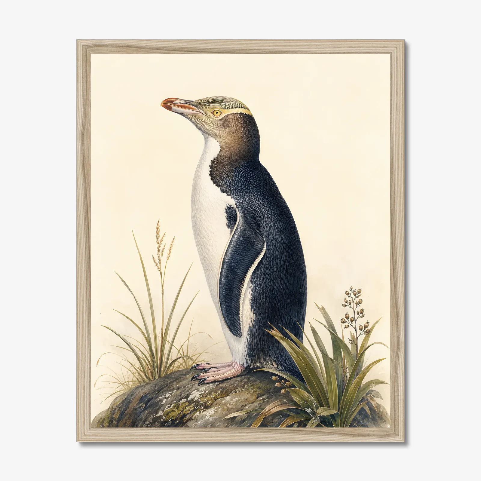 Yellow-eyed Penguin Print in a natural frame