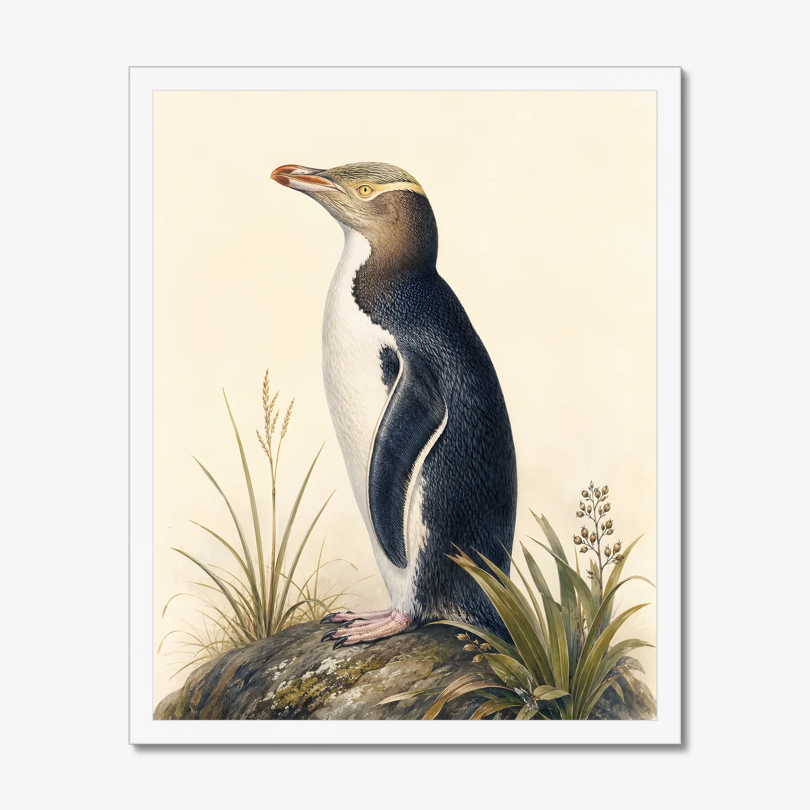 Yellow-eyed Penguin Print in a white frame