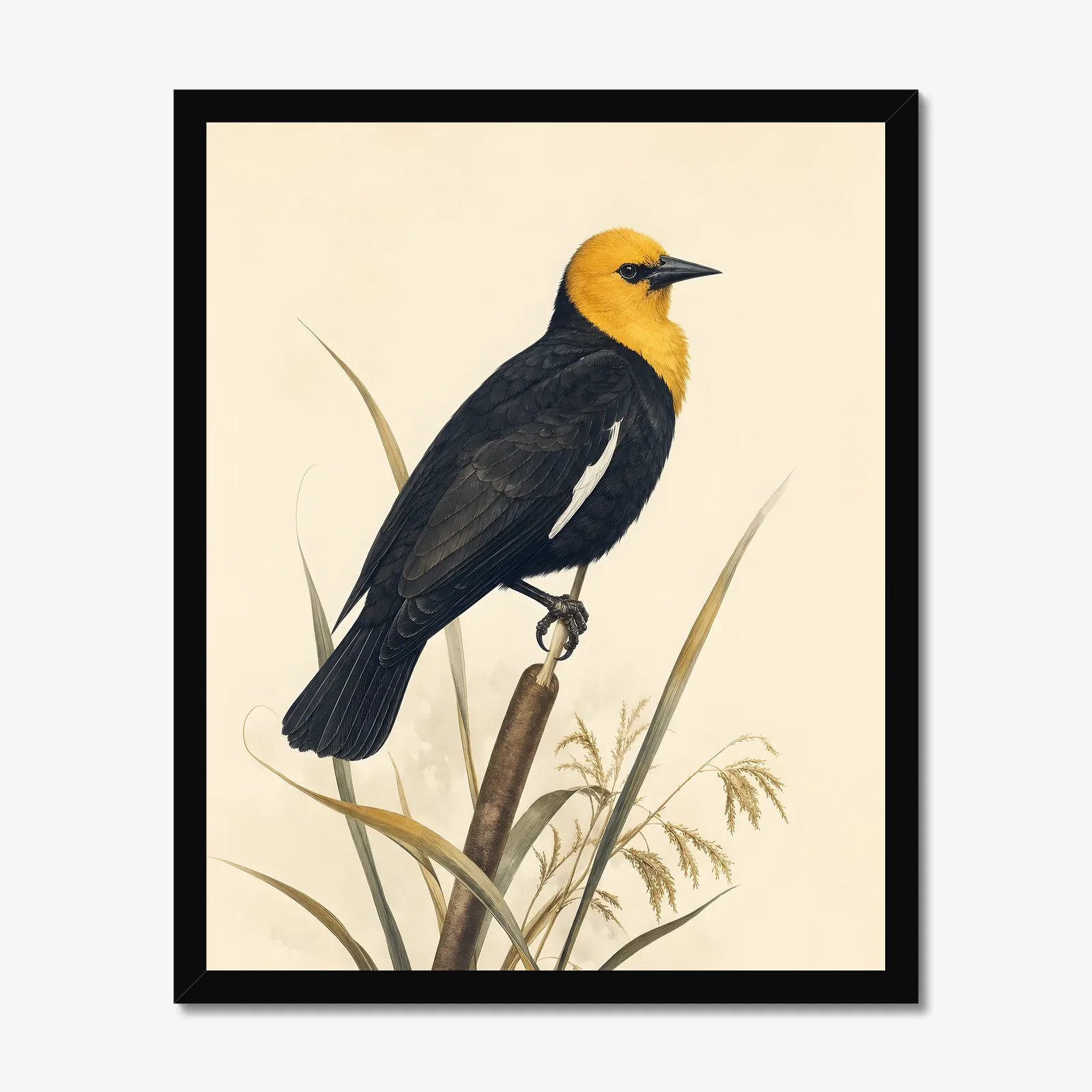 Yellow-headed Blackbird Print in a black frame