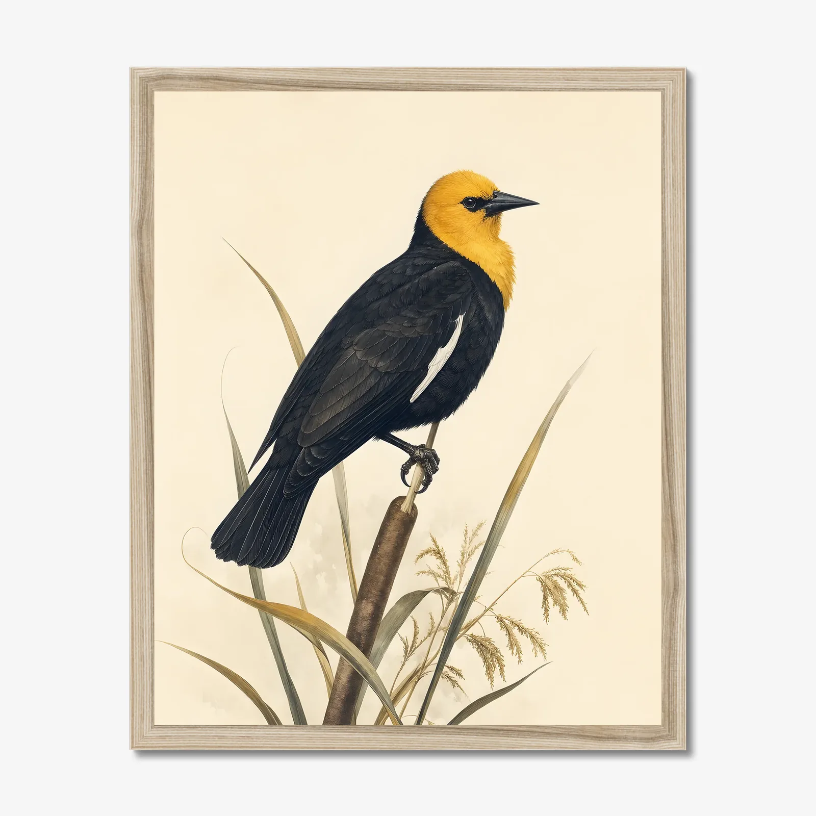 Yellow-headed Blackbird Print in a natural frame