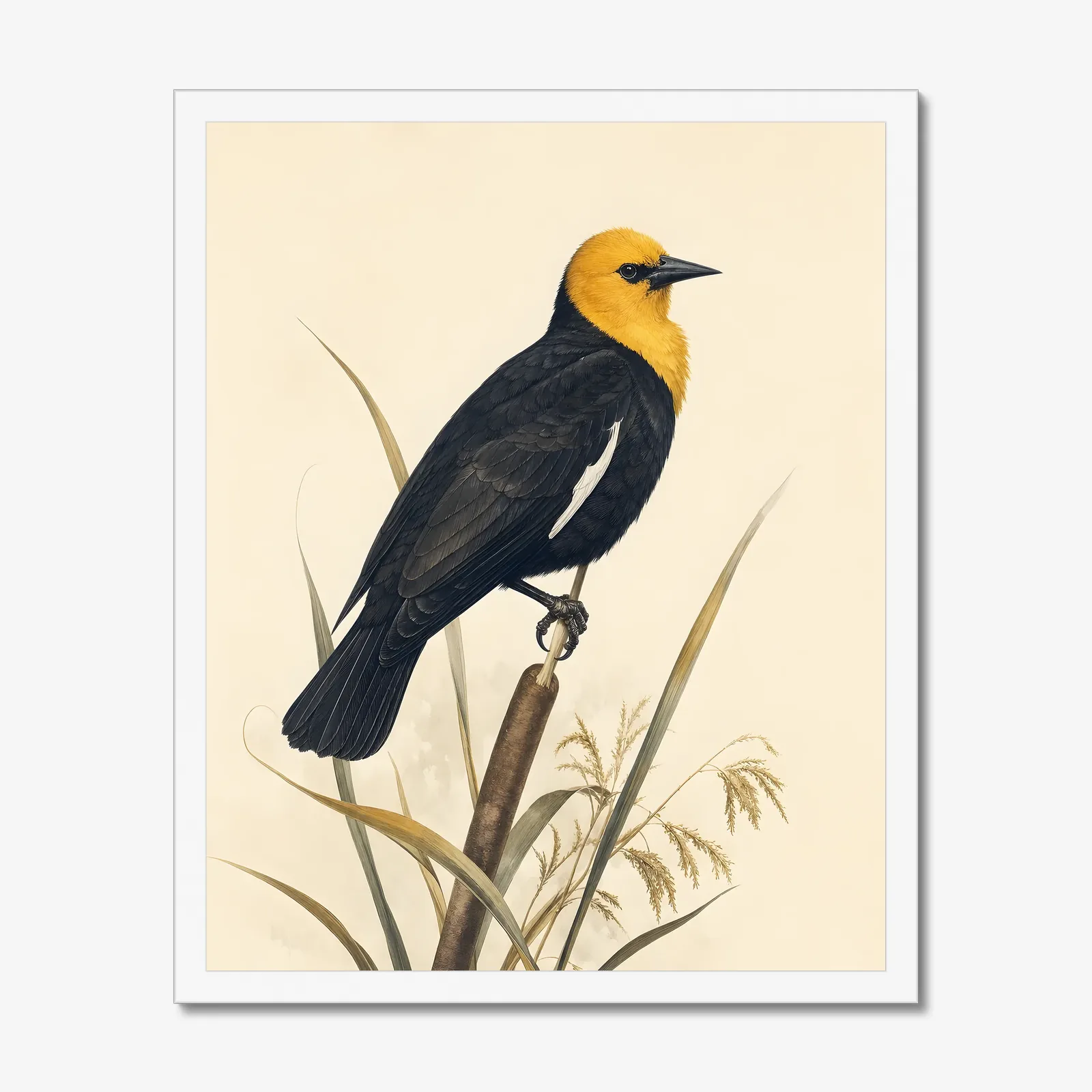 Yellow-headed Blackbird Print in a white frame