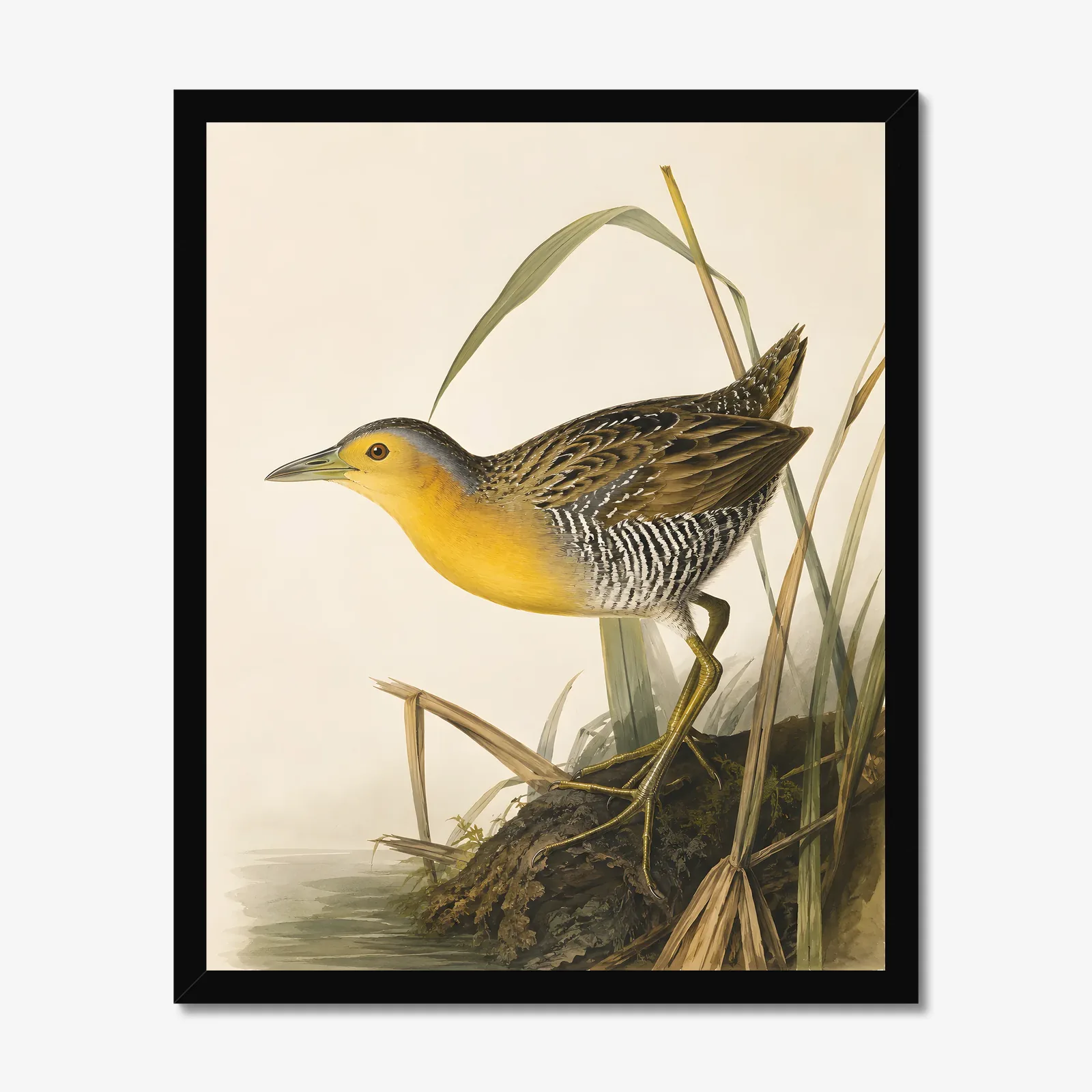 Yellow Rail Print in a black frame