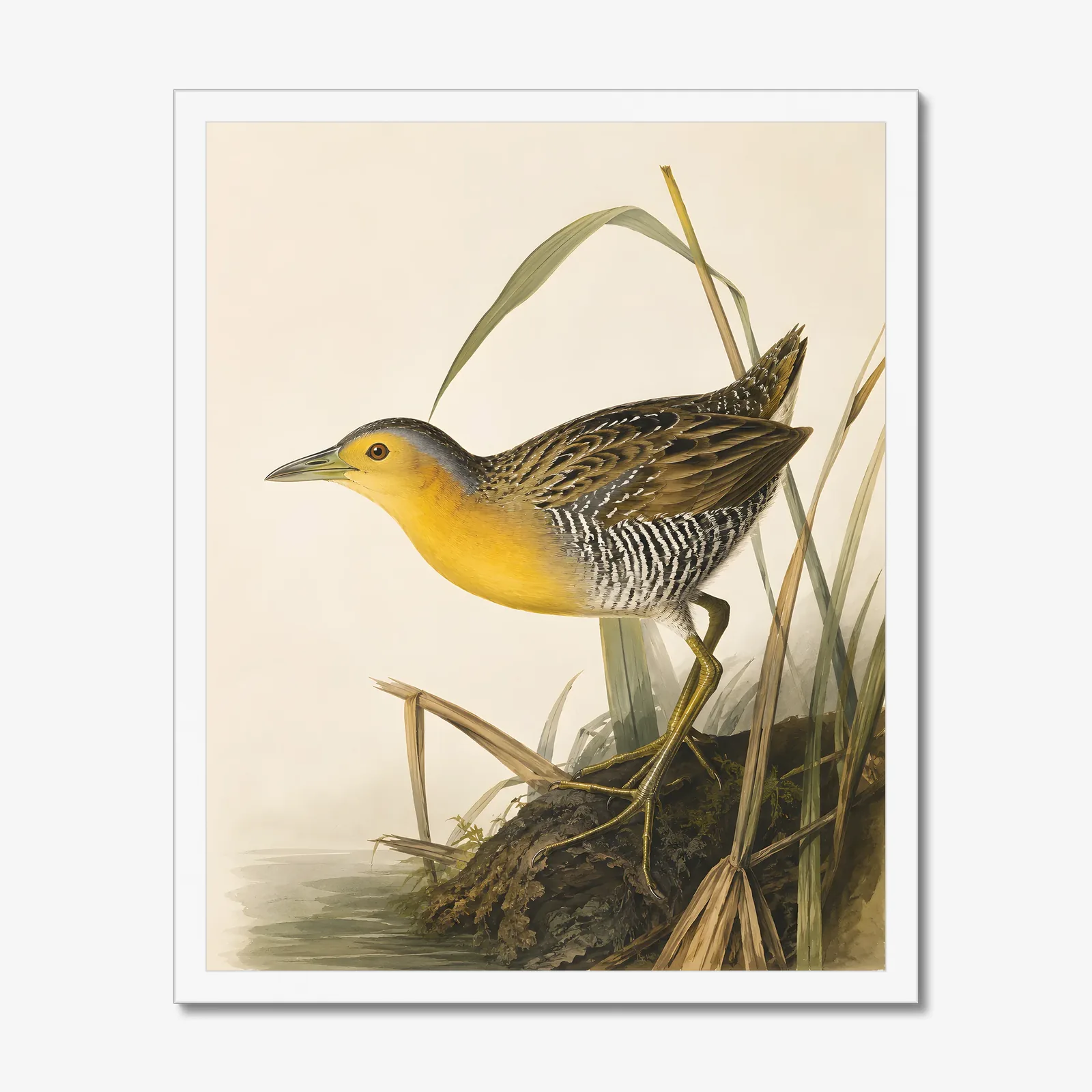 Yellow Rail Print in a white frame