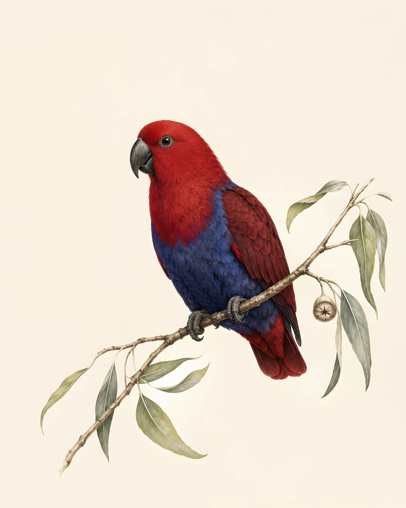 Female Eclectus Parrot perched on a slender tropical branch with red plumage and blue-purple breast.
