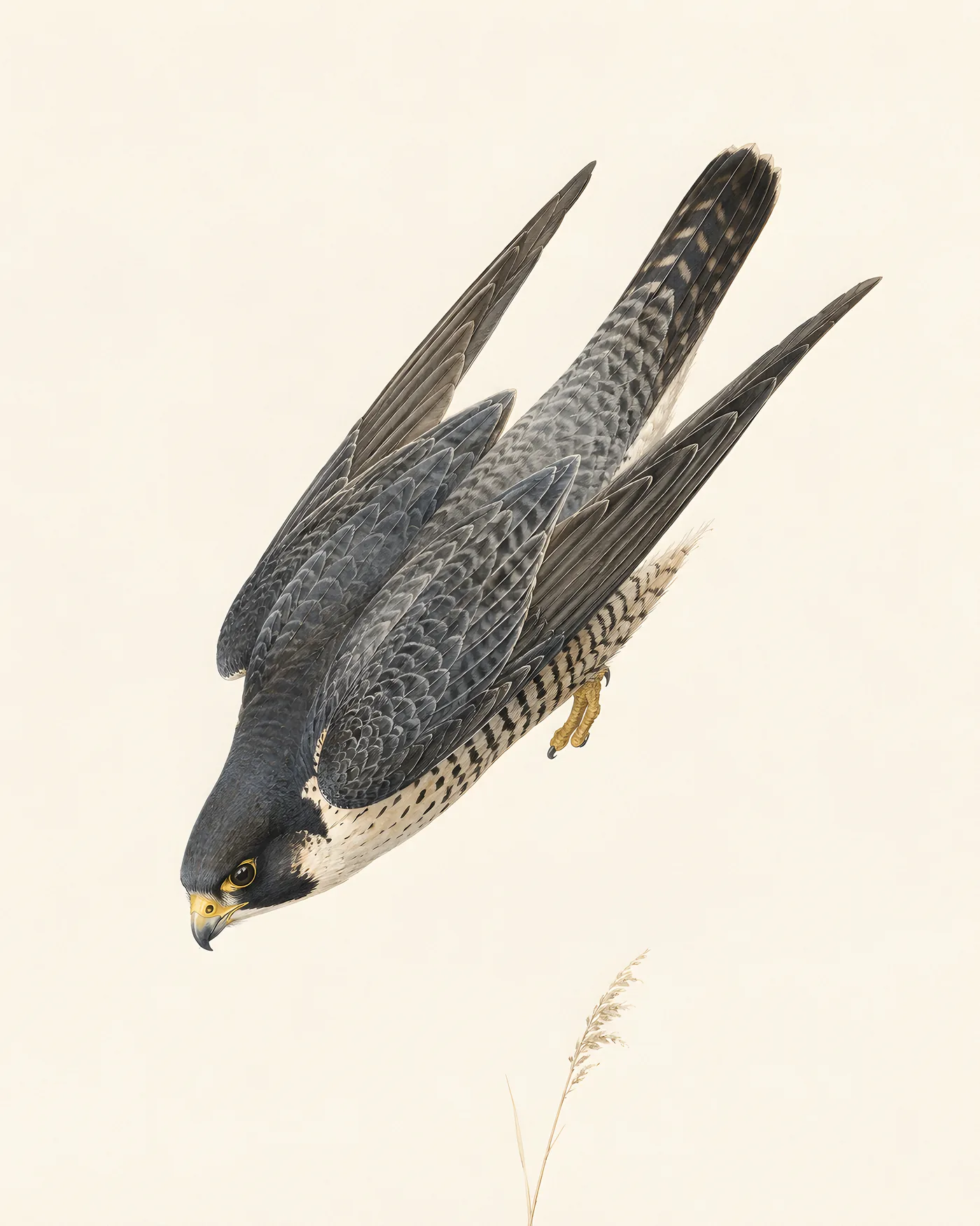 Audubon-style fine-art print of a Peregrine Falcon in a stooping dive