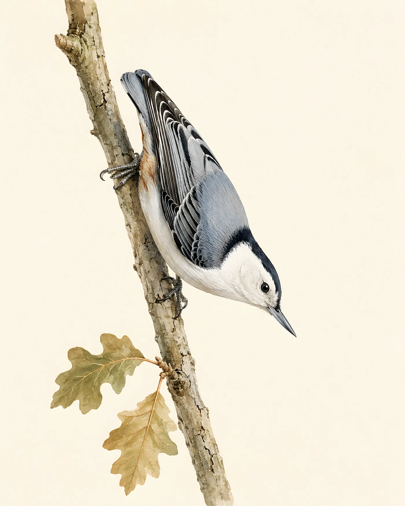 Audubon-style fine-art print of a White-breasted Nuthatch headed down a tree trunk