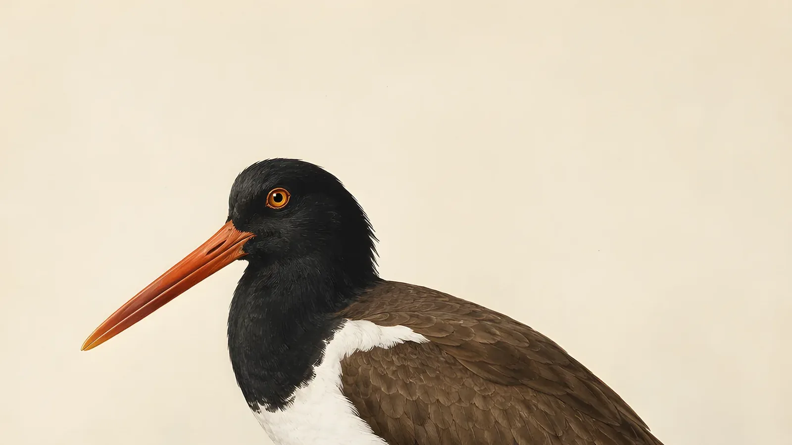 American Oystercatcher