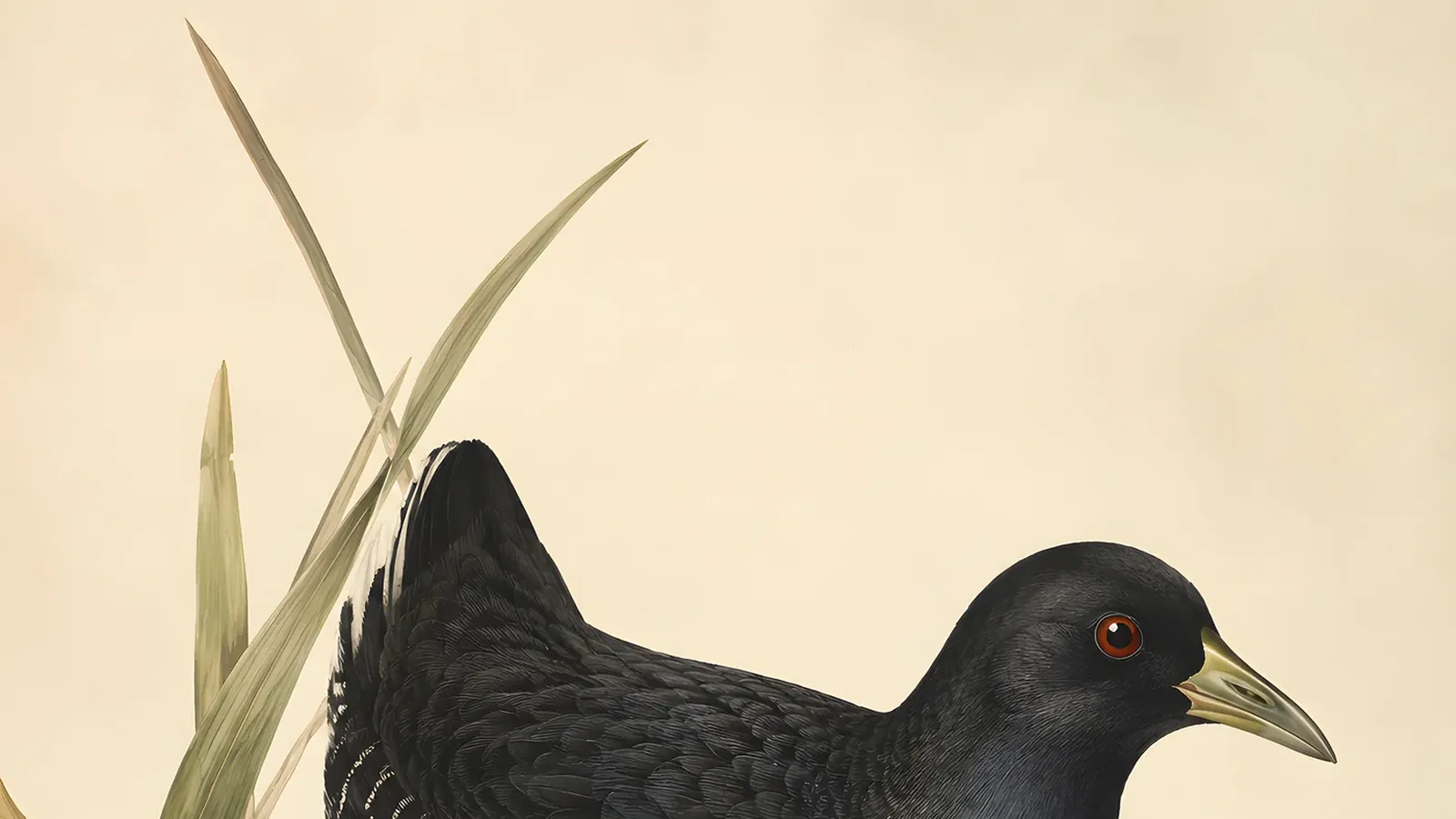 Black Rail