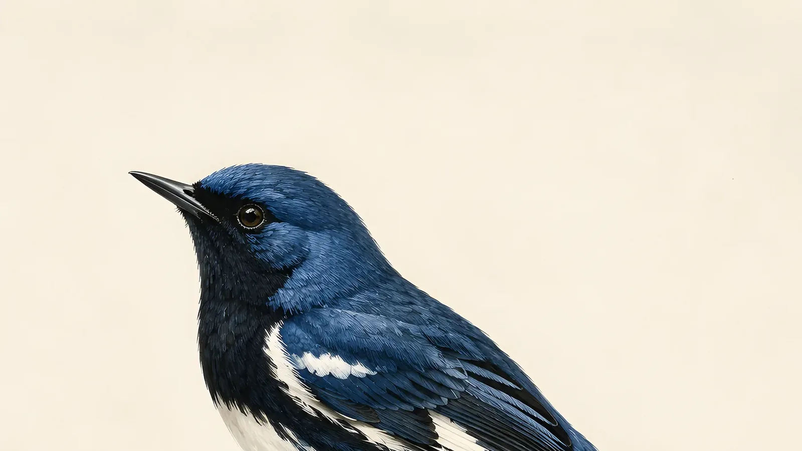 Black-throated Blue Warbler