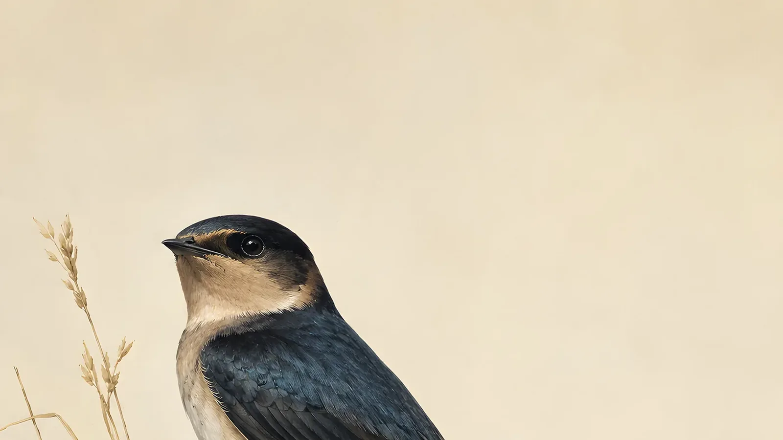 Cave Swallow